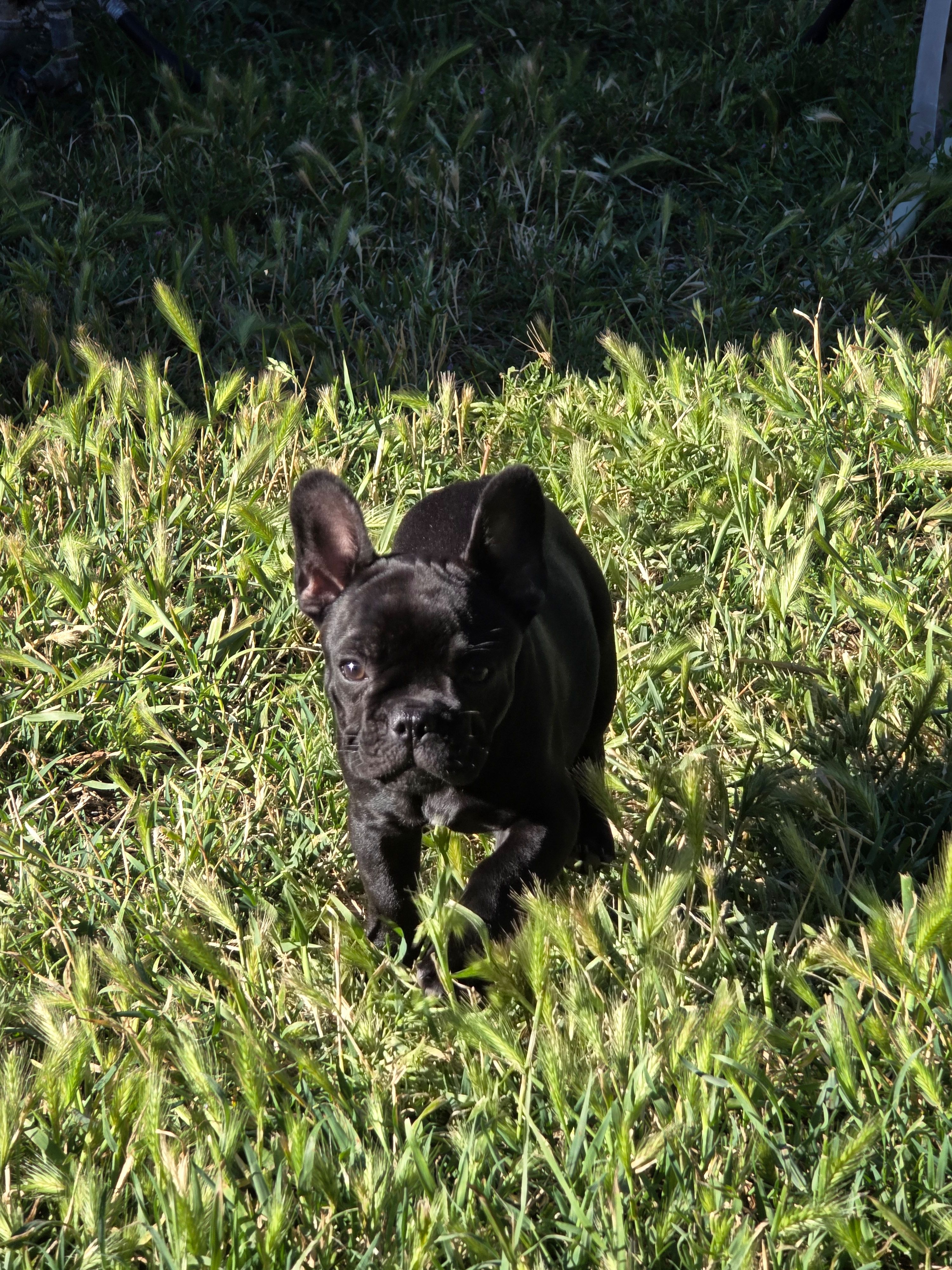 Roxy, a female French Bulldog for sale in Sacramento, CA – Photo 4 of 4