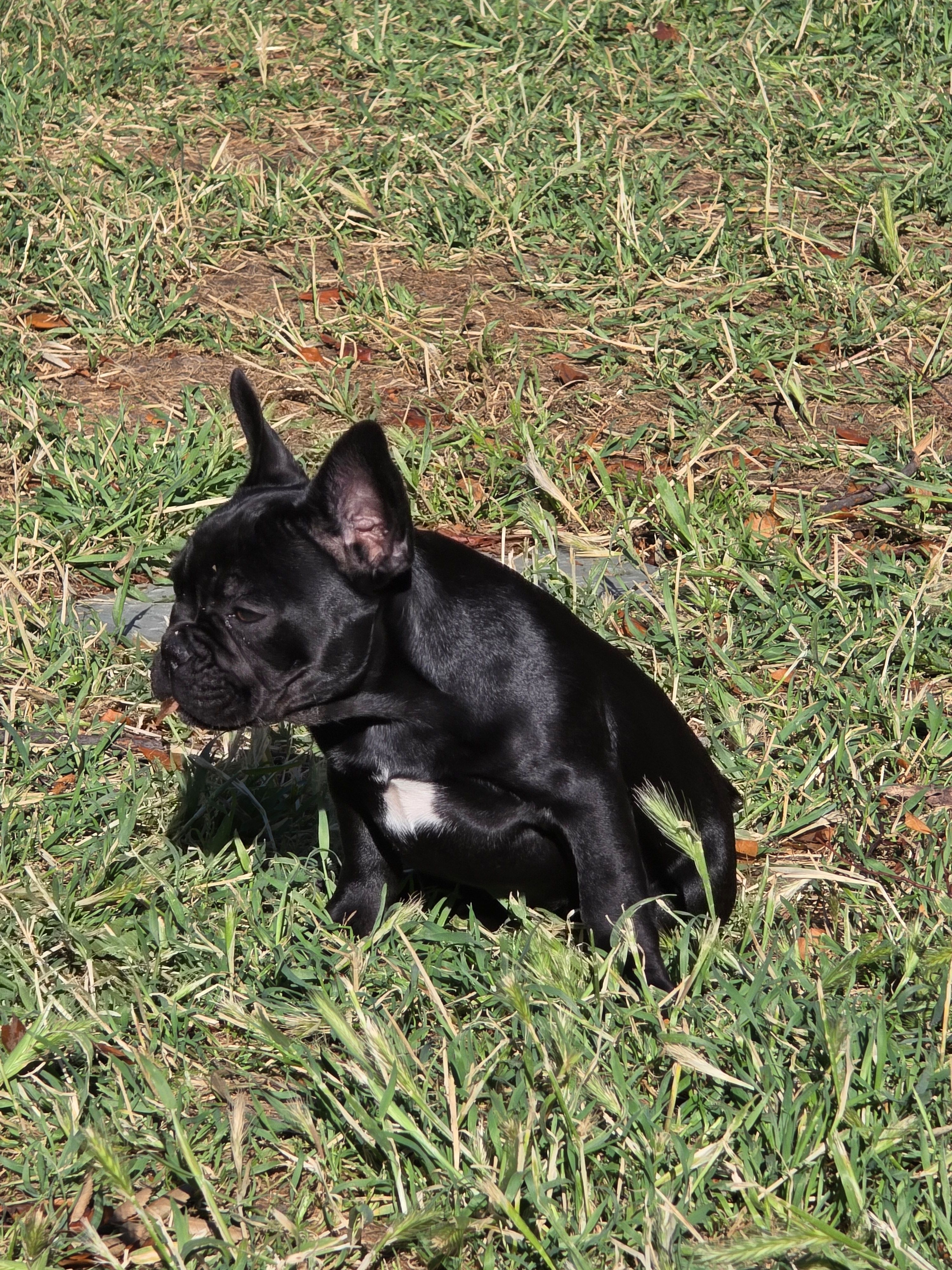 Roxy, a female French Bulldog for sale in Sacramento, CA – Photo 3 of 4