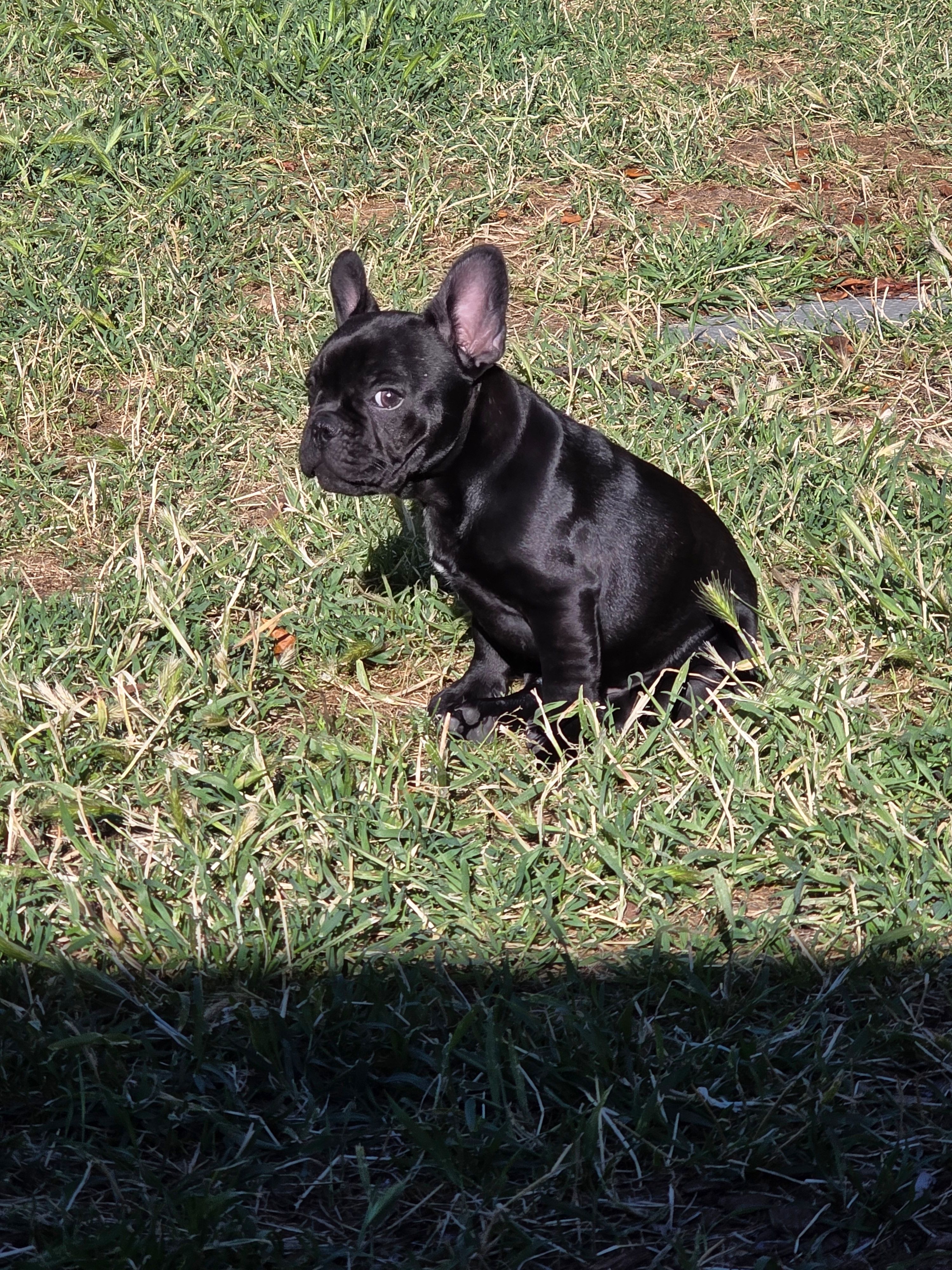 Littlefoot – French Bulldog puppy for sale in Sacramento, CA