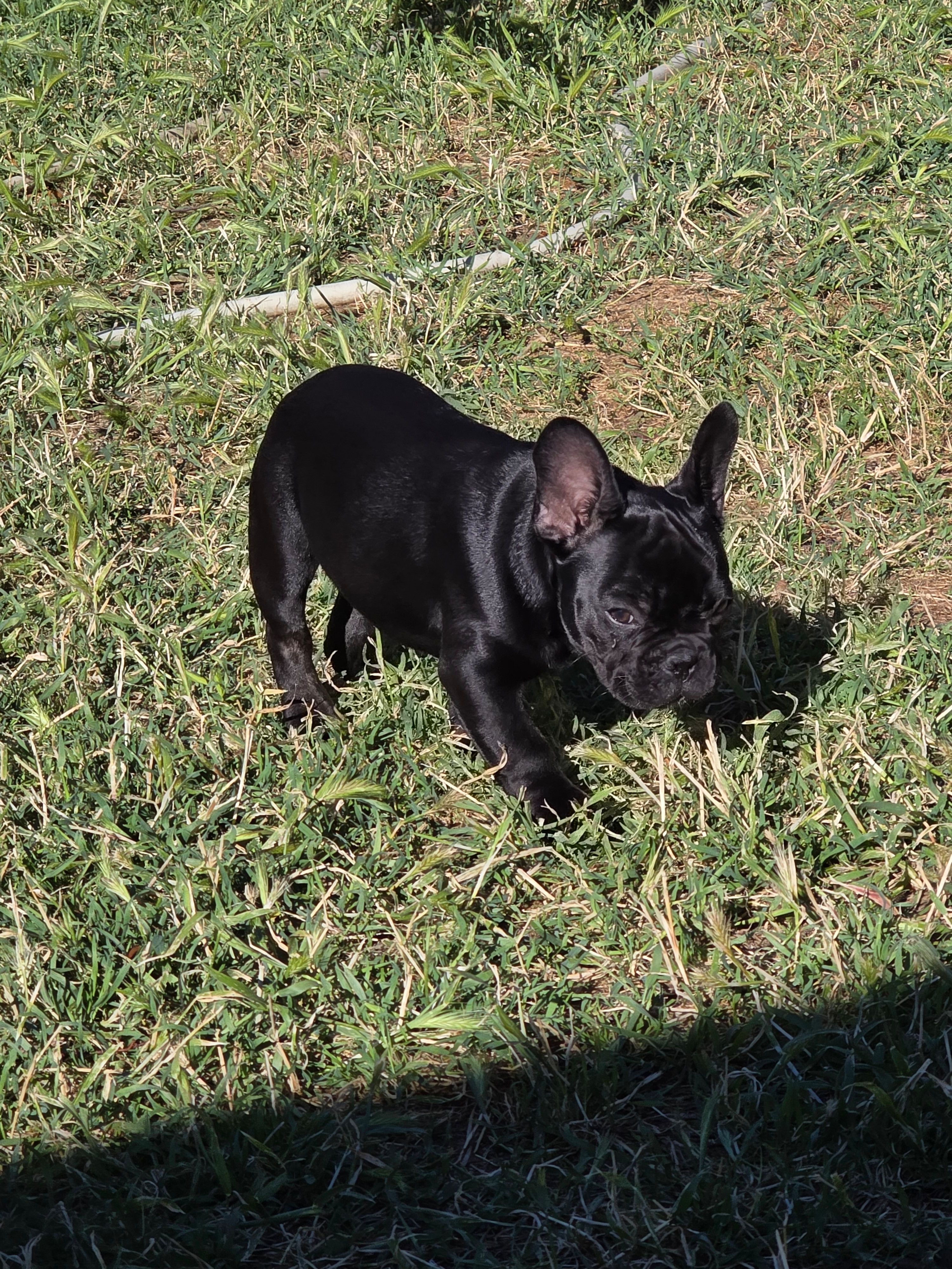 Littlefoot, a male French Bulldog for sale in Sacramento, CA – Photo 3 of 4