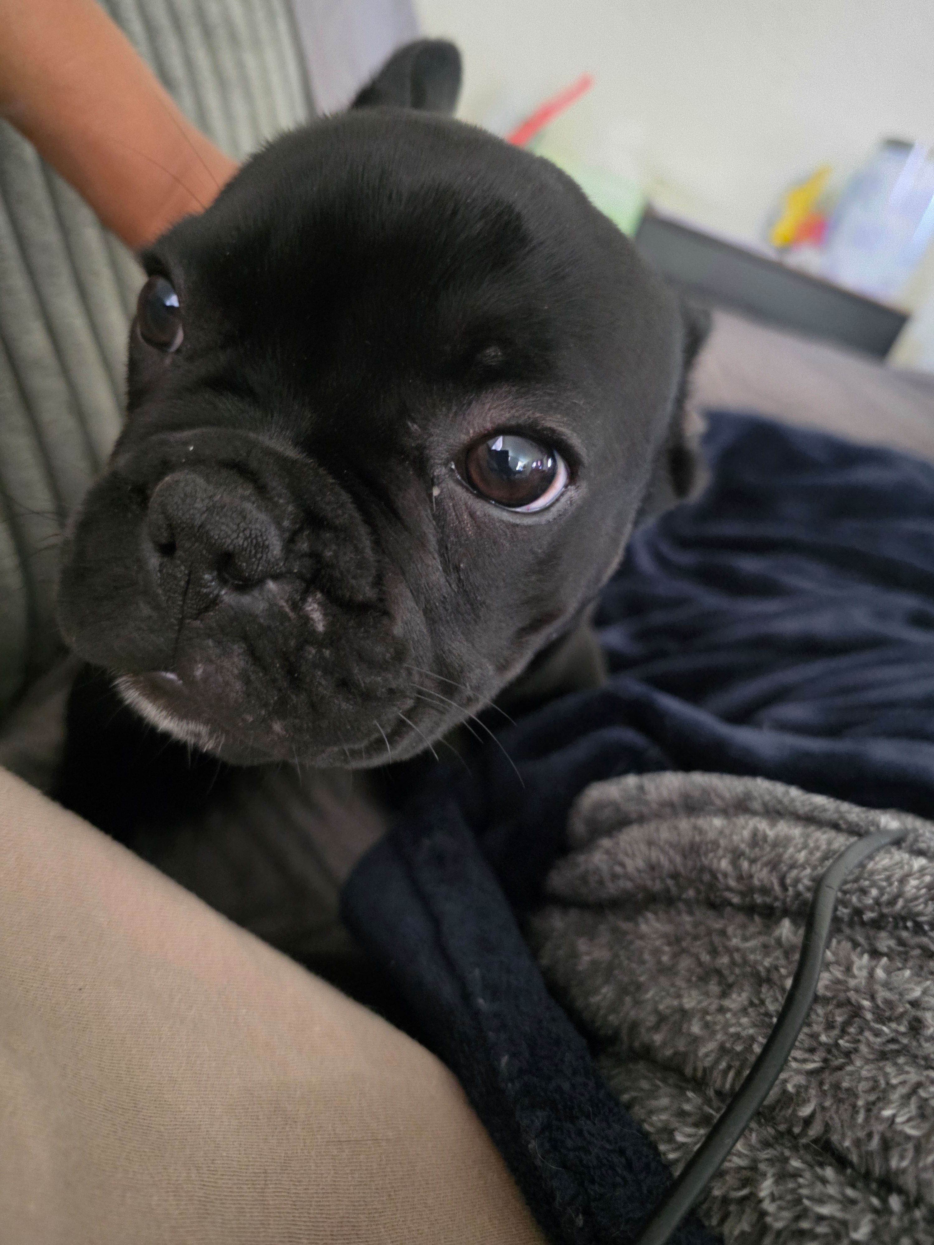 Bippo, a male French Bulldog for sale in Sacramento, CA – Photo 2 of 4