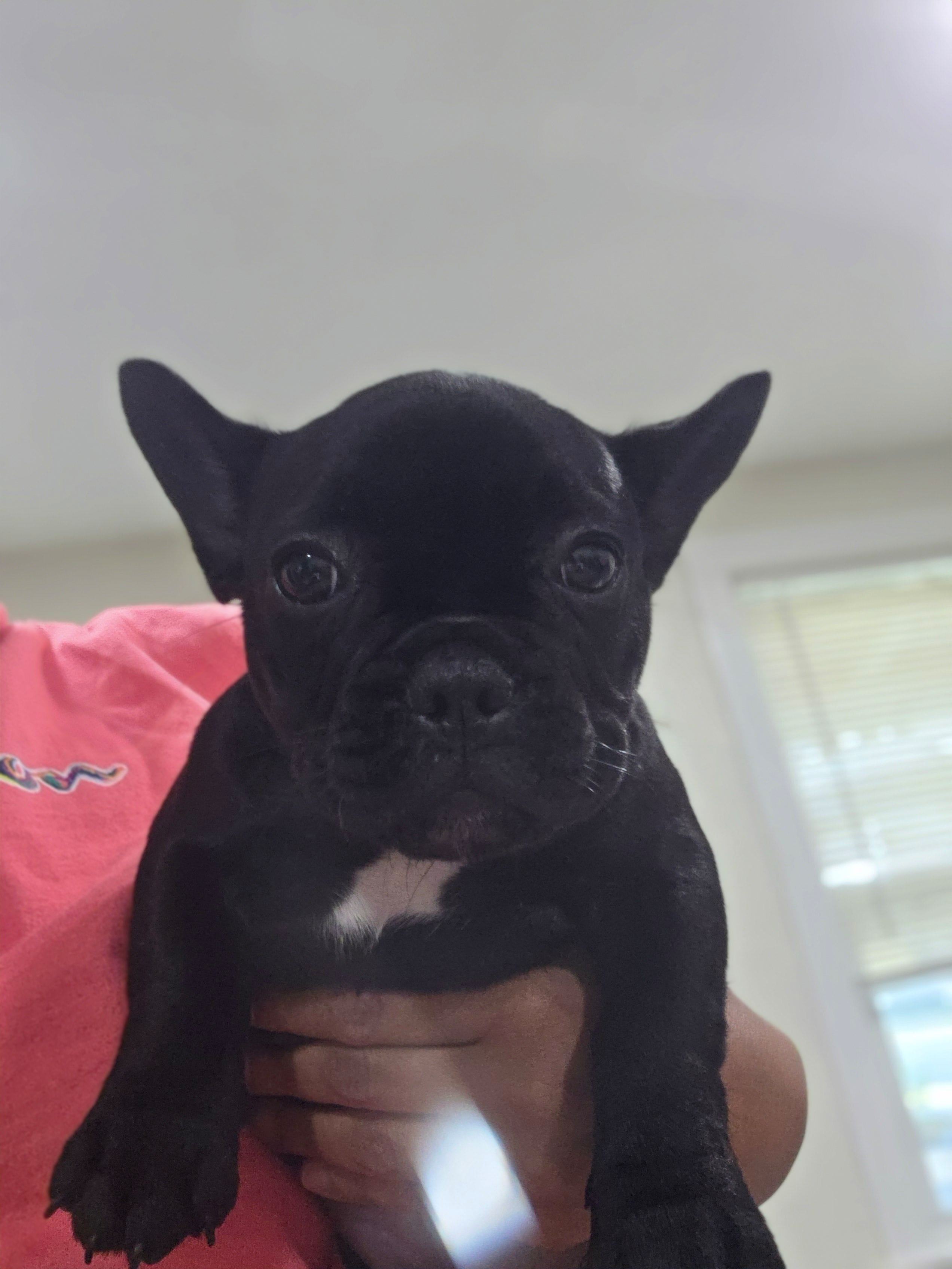 Roxy, a female French Bulldog for sale in Sacramento, CA – Photo 2 of 4