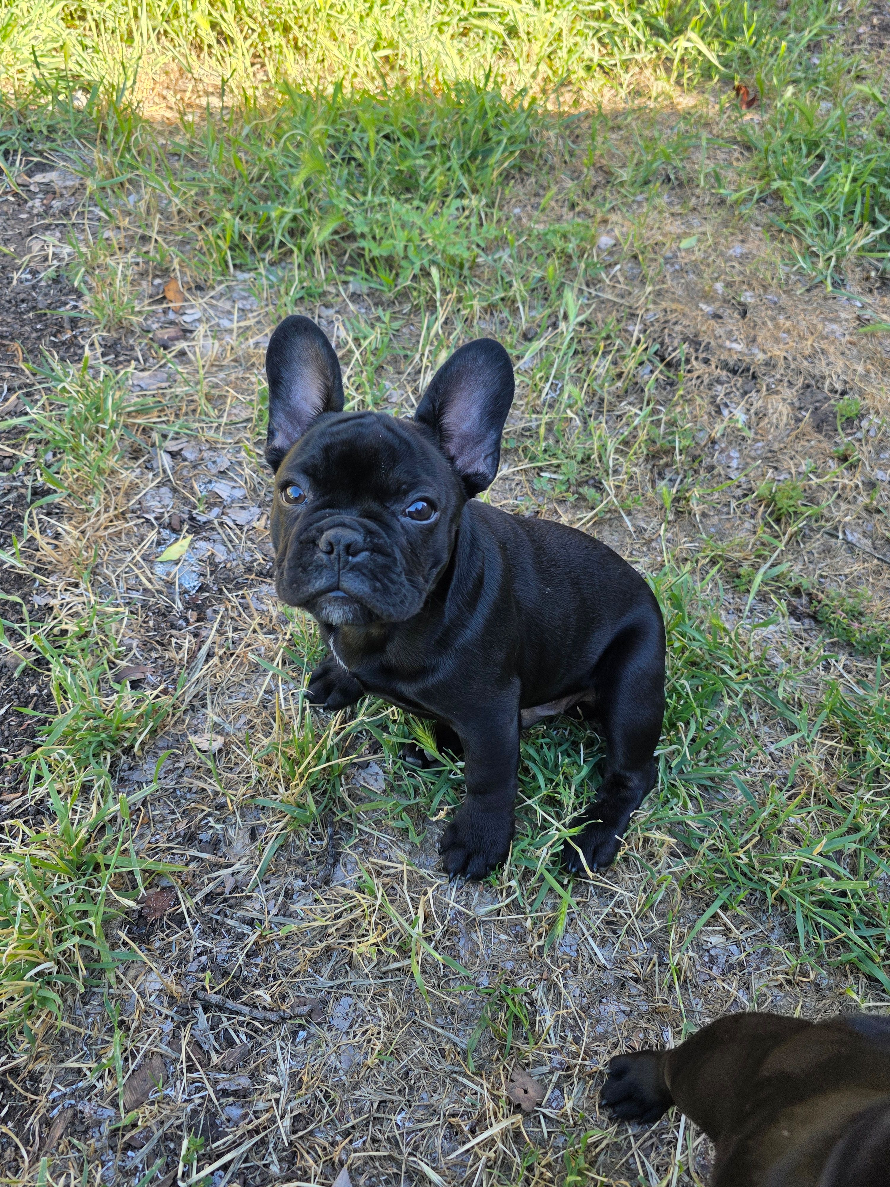 Bippo, a male French Bulldog for sale in Sacramento, CA – Photo 4 of 4