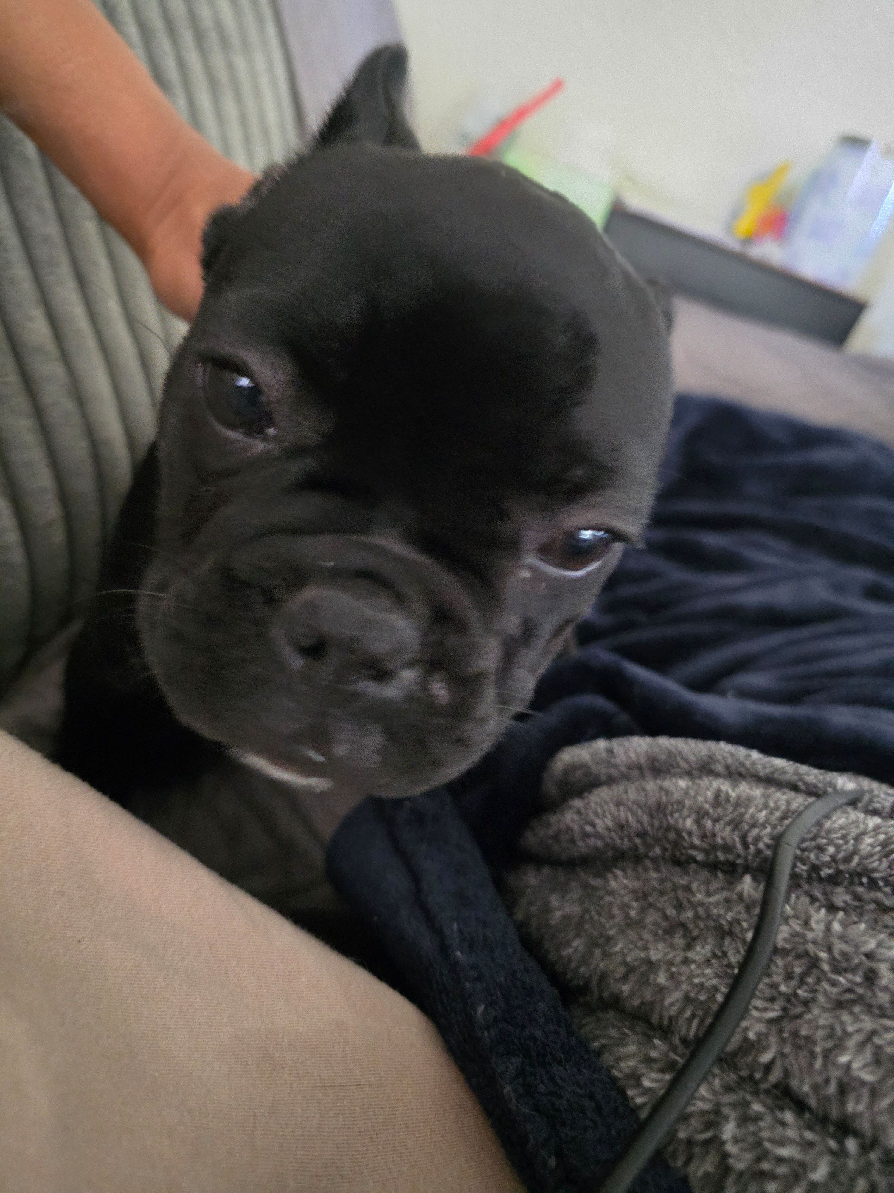 Bippo – French Bulldog puppy for sale in Sacramento, CA