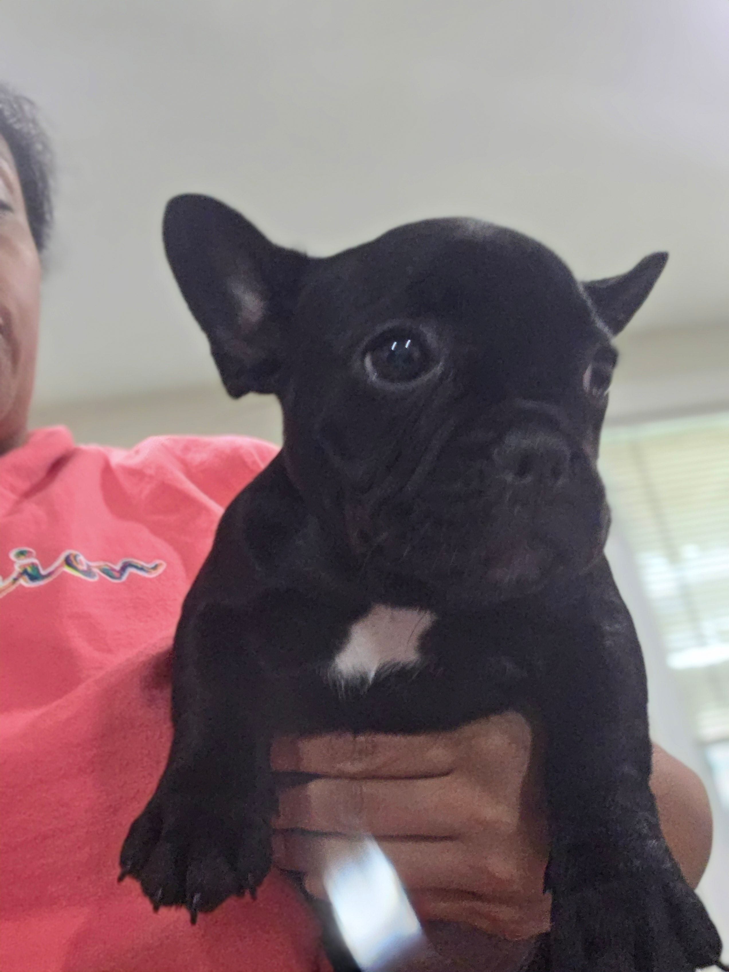 Roxy – French Bulldog puppy for sale in Sacramento, CA