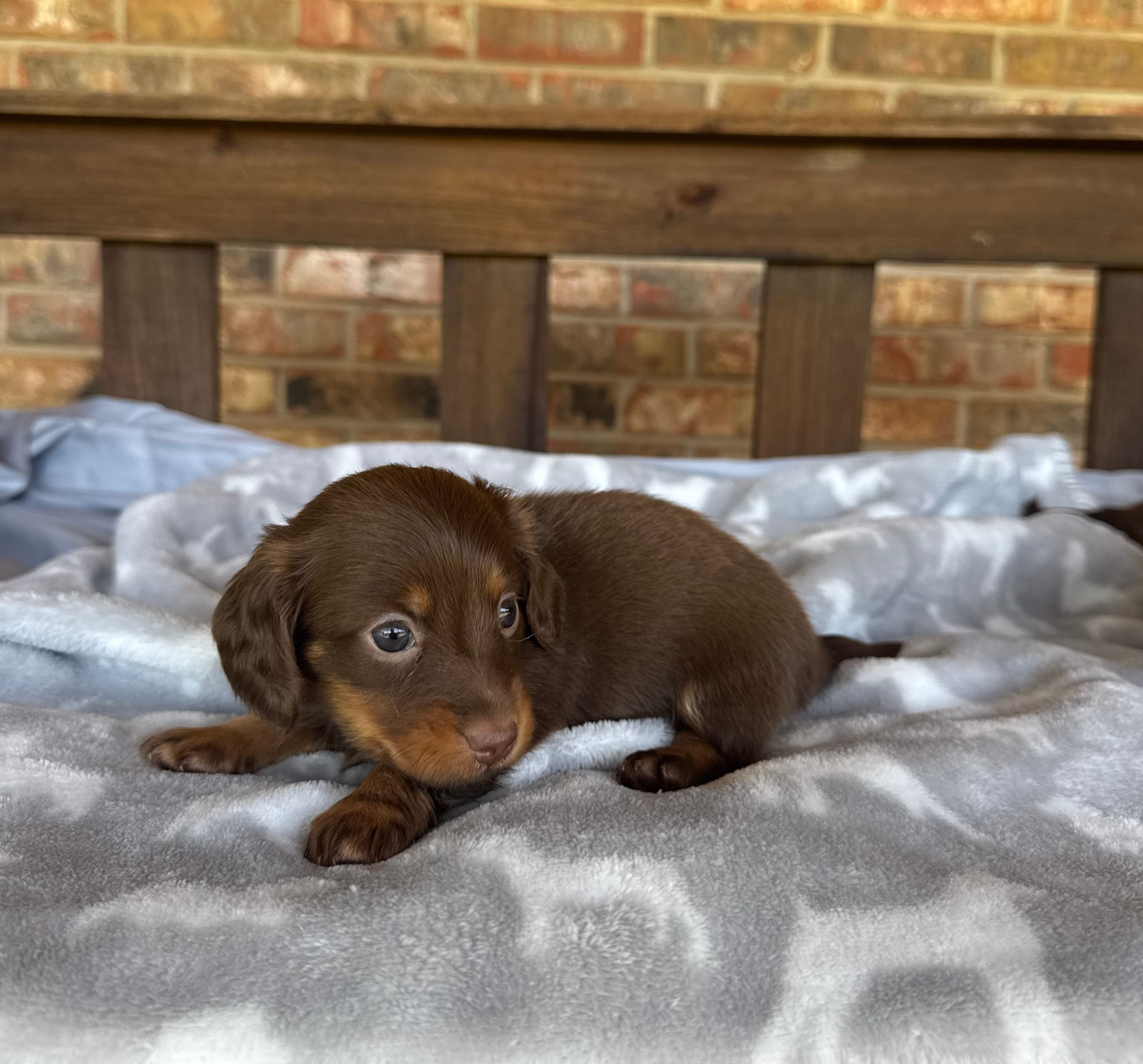 Longhair Chocolate and tan Girl – Miniature Dachshund puppy for sale in Stonewall, OK