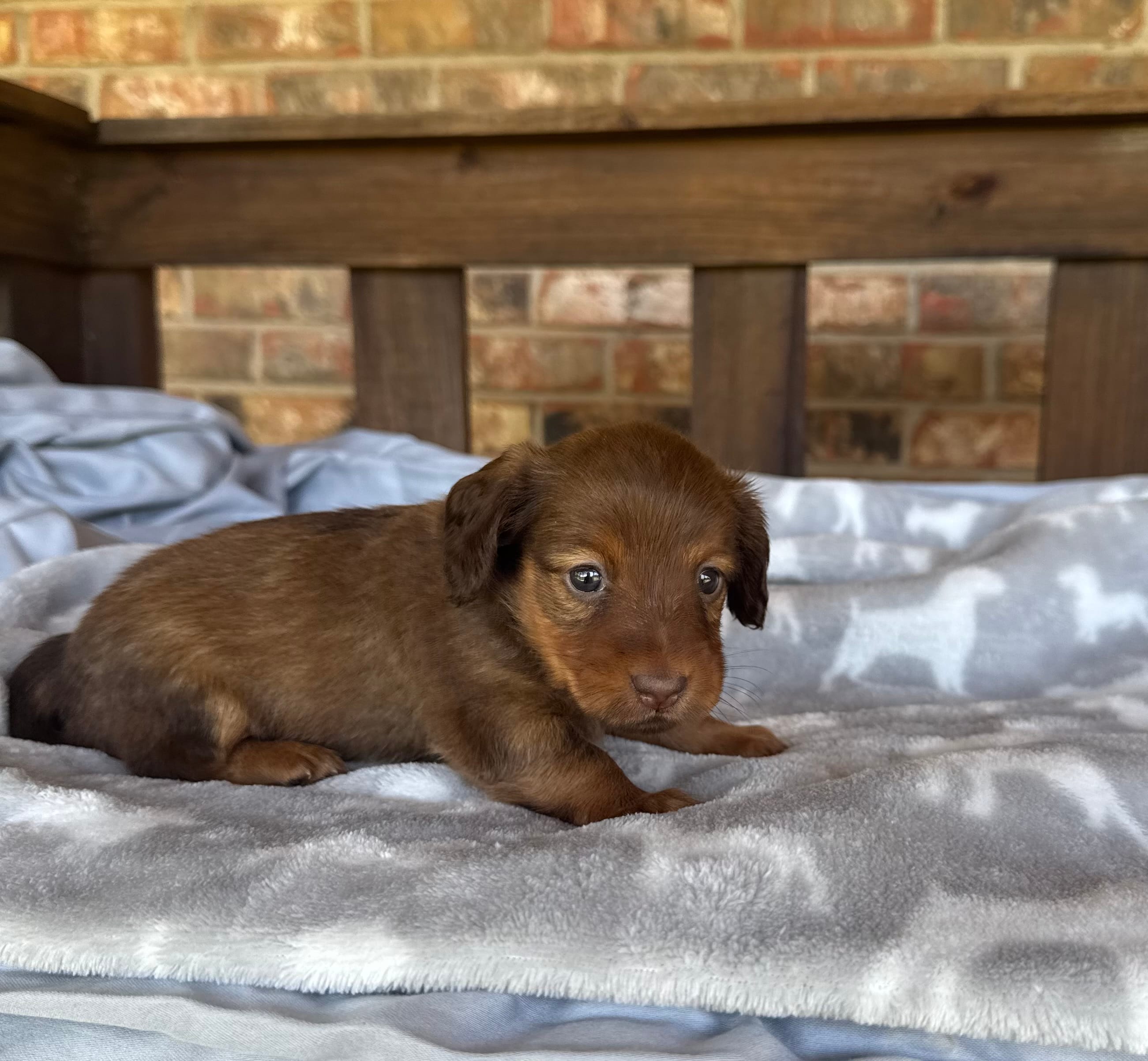 Longhair Shaded Chocolate  – Miniature Dachshund puppy for sale in Stonewall, OK