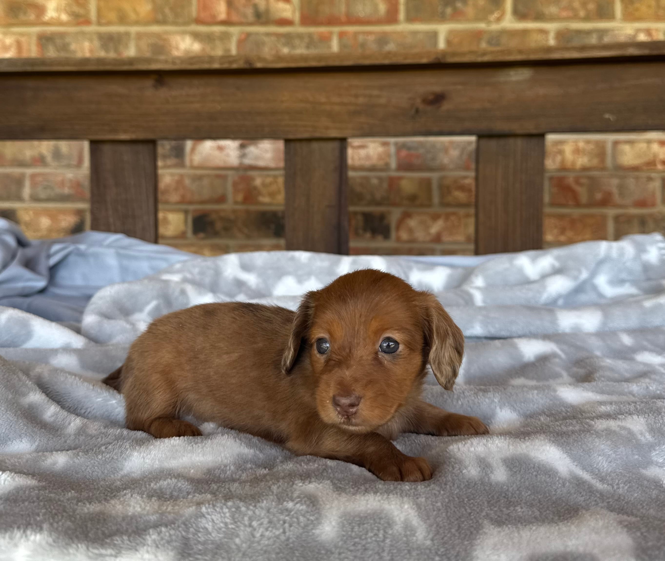 Longhair Shaded Red Dapple – Miniature Dachshund puppy for sale in Stonewall, OK