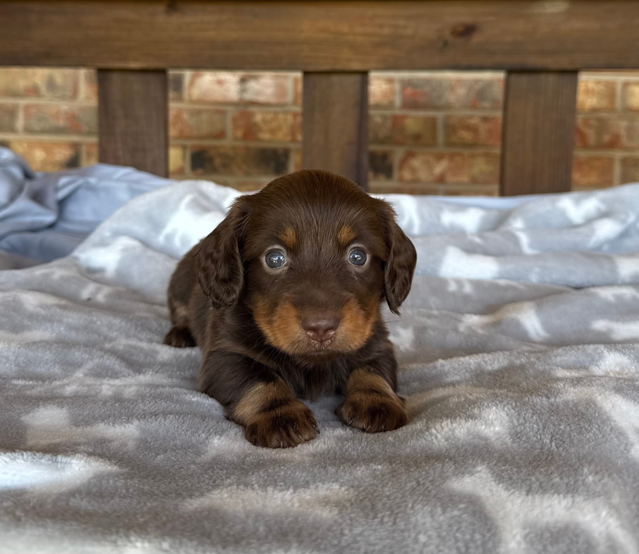 Longhair Chocolate Boy – Miniature Dachshund puppy for sale in Stonewall, OK