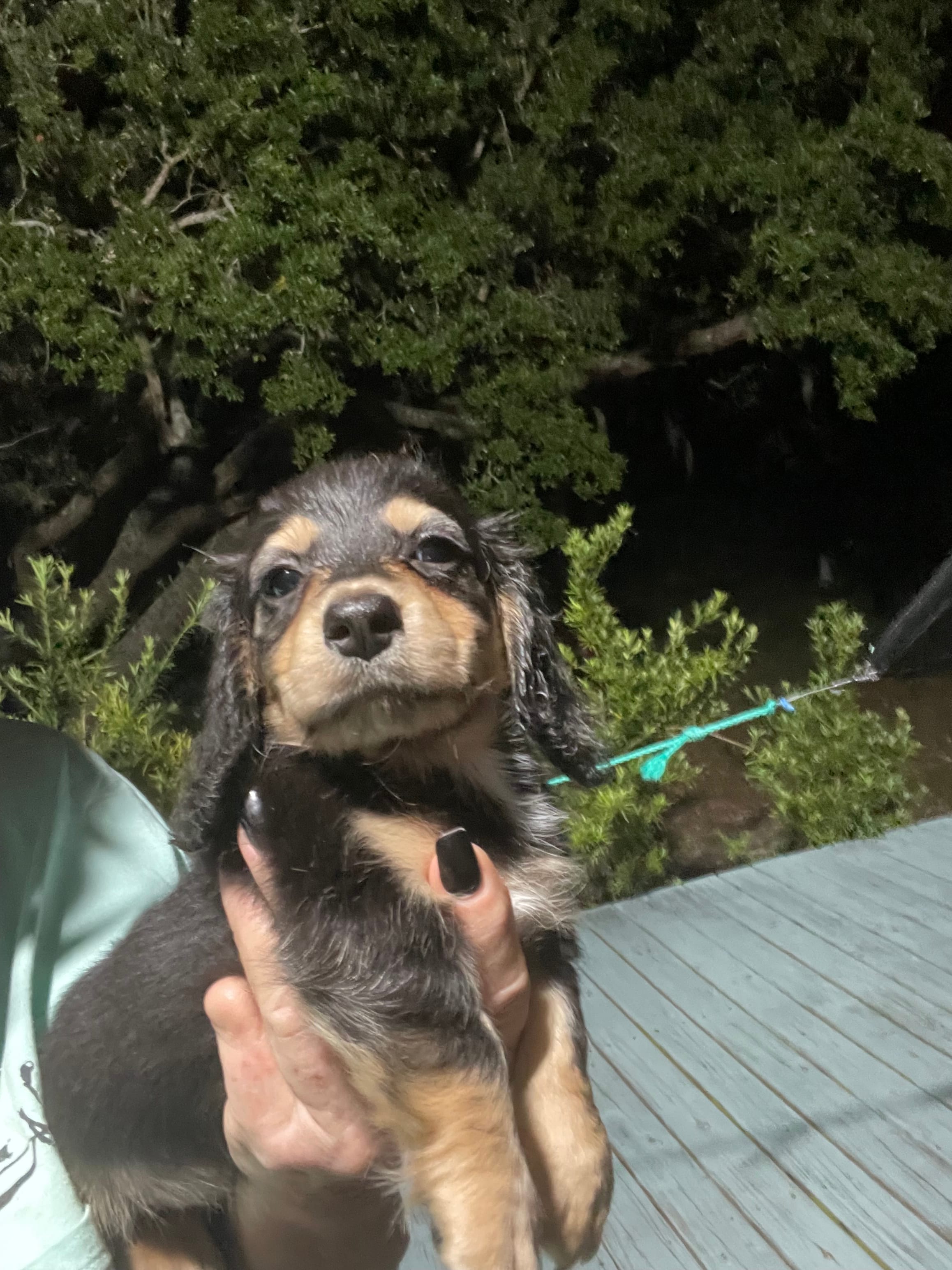 Beauty  – Miniature Dachshund puppy for sale in Okeechobee, FL