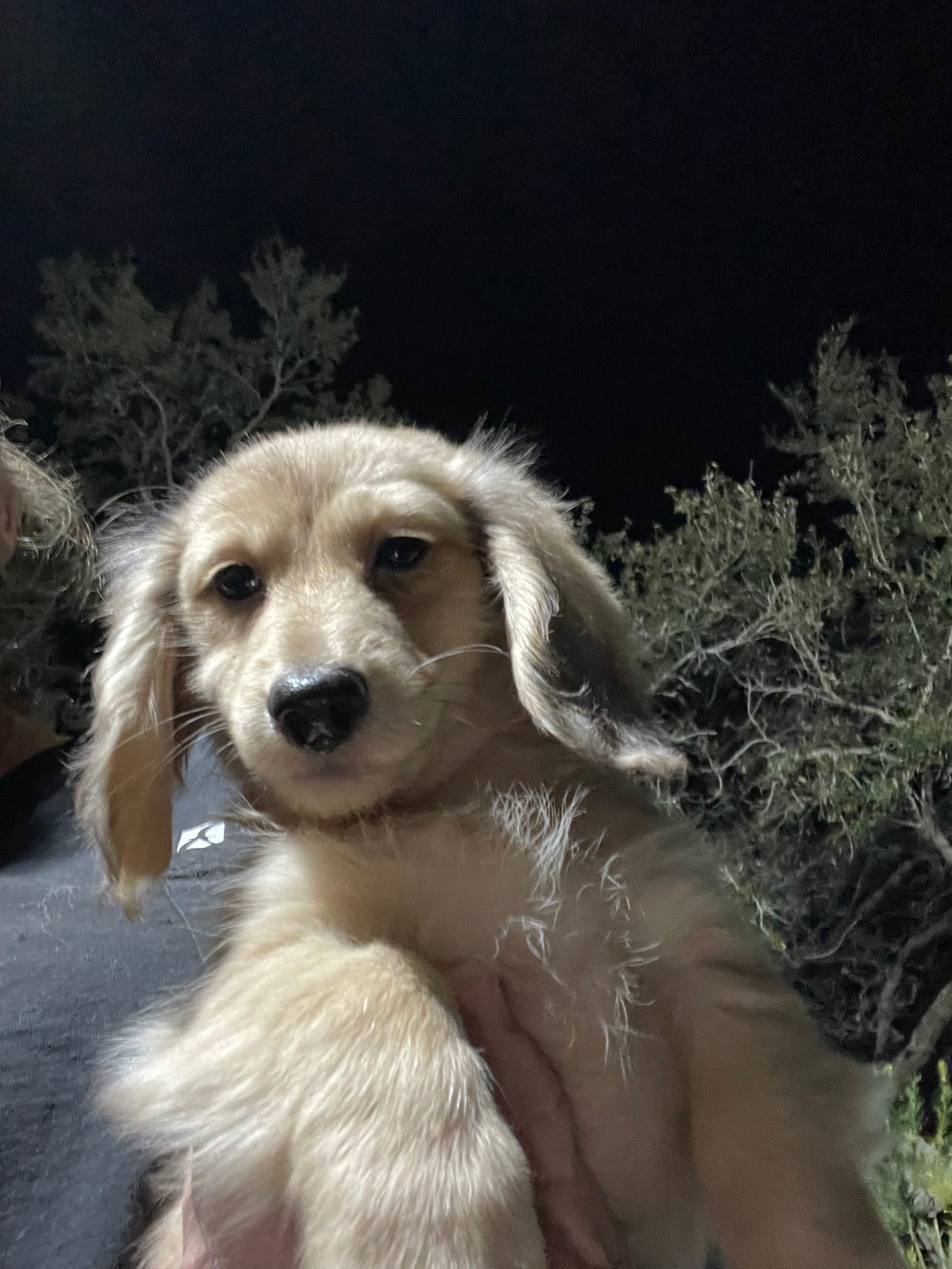 Fluffy – Miniature Dachshund puppy for sale in Okeechobee, FL