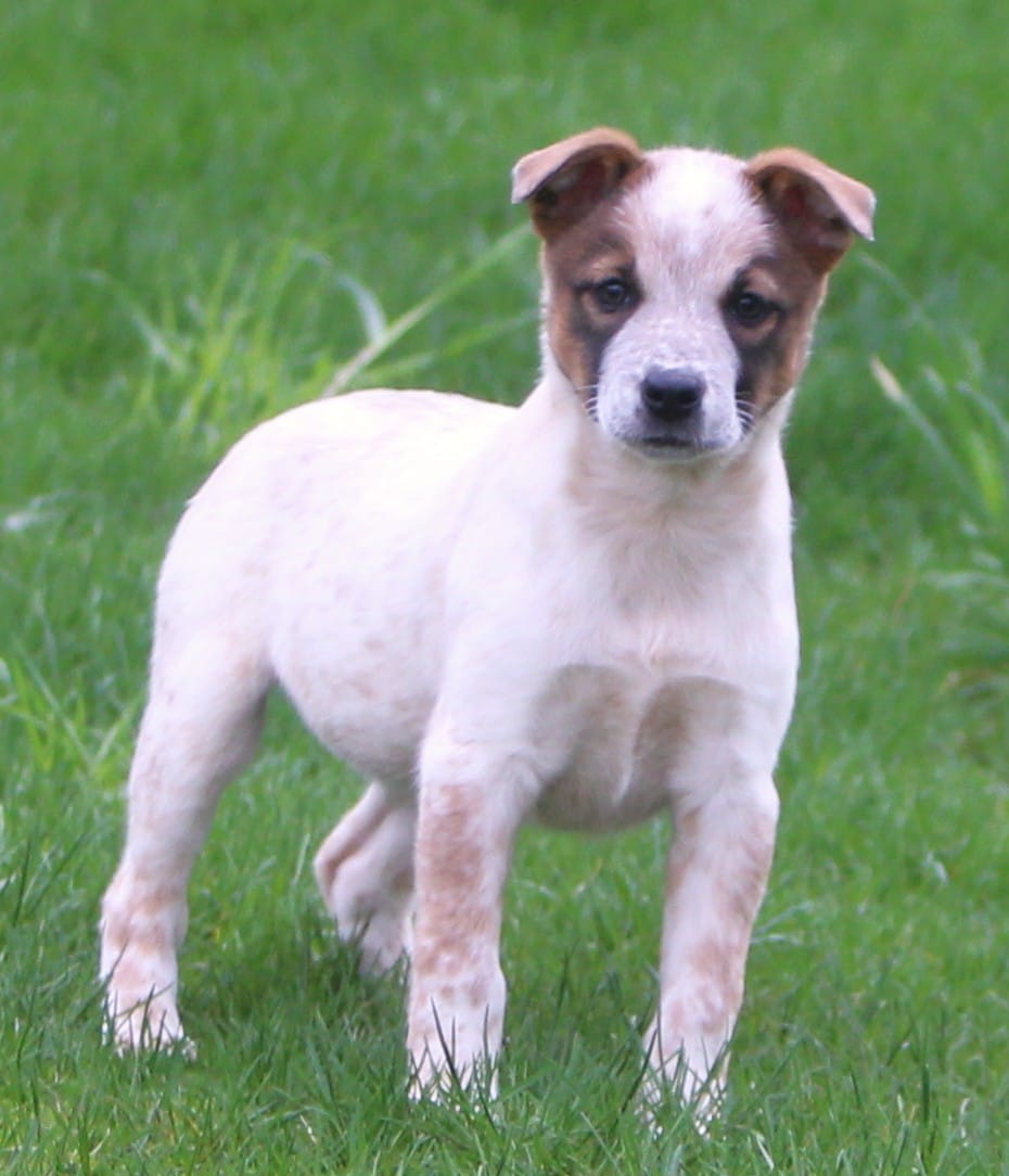 Shelby – Australian Cattle Dog puppy for sale in Lansing, MI