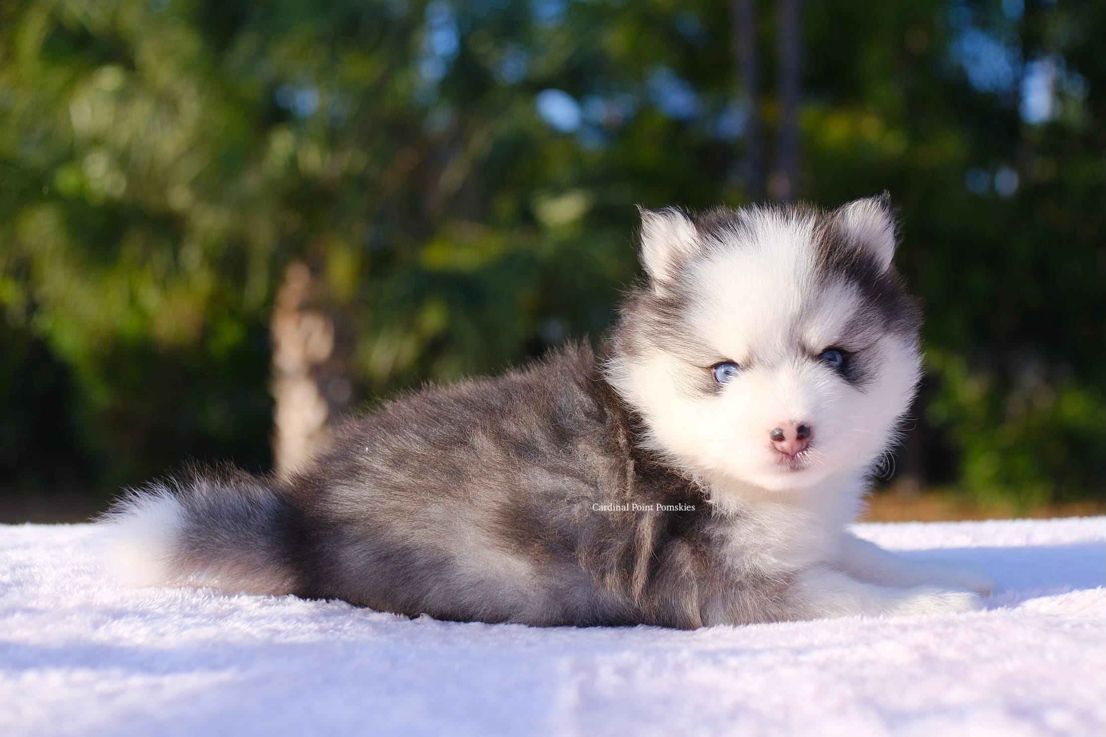 Miles – Pomsky puppy for sale in Loxahatchee, FL