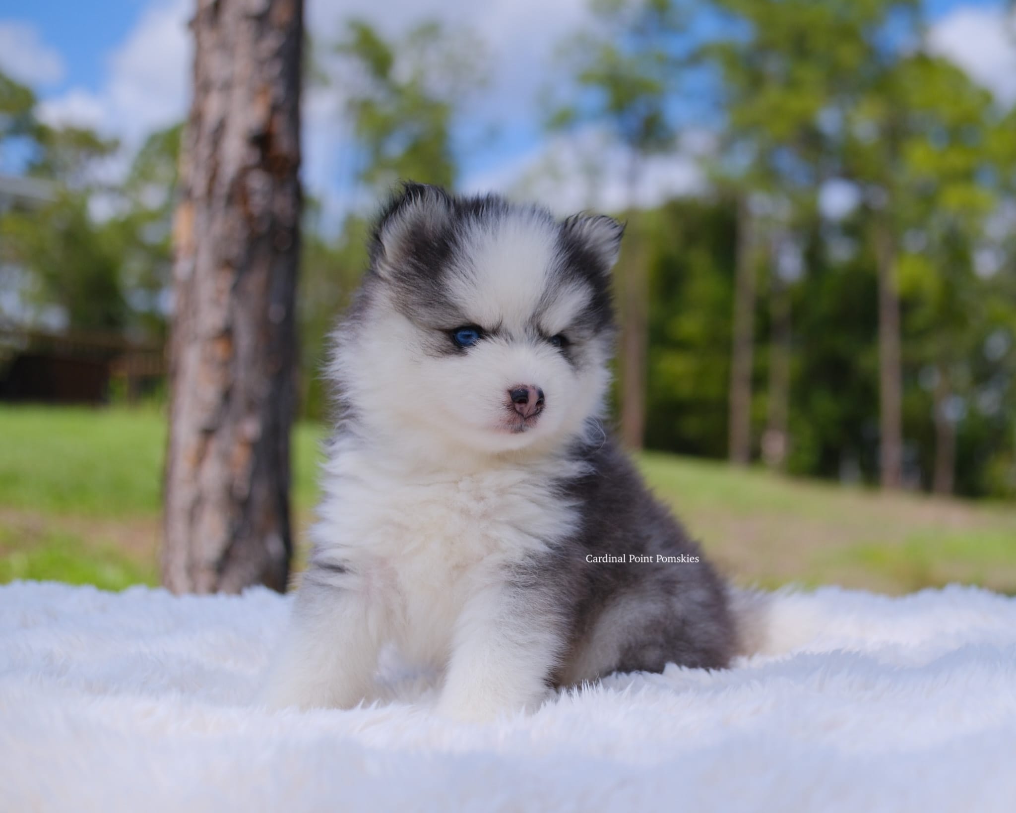 Miles – Pomsky puppy for sale in Loxahatchee, FL