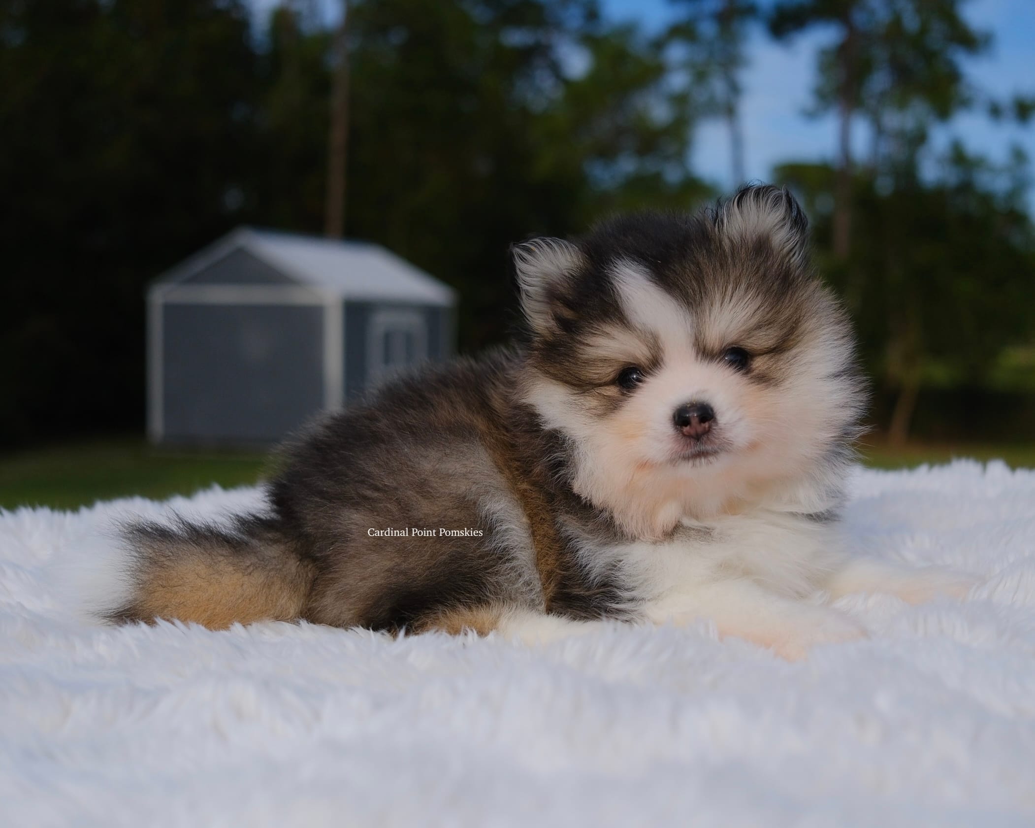 Grayson – Pomsky puppy for sale in Loxahatchee, FL