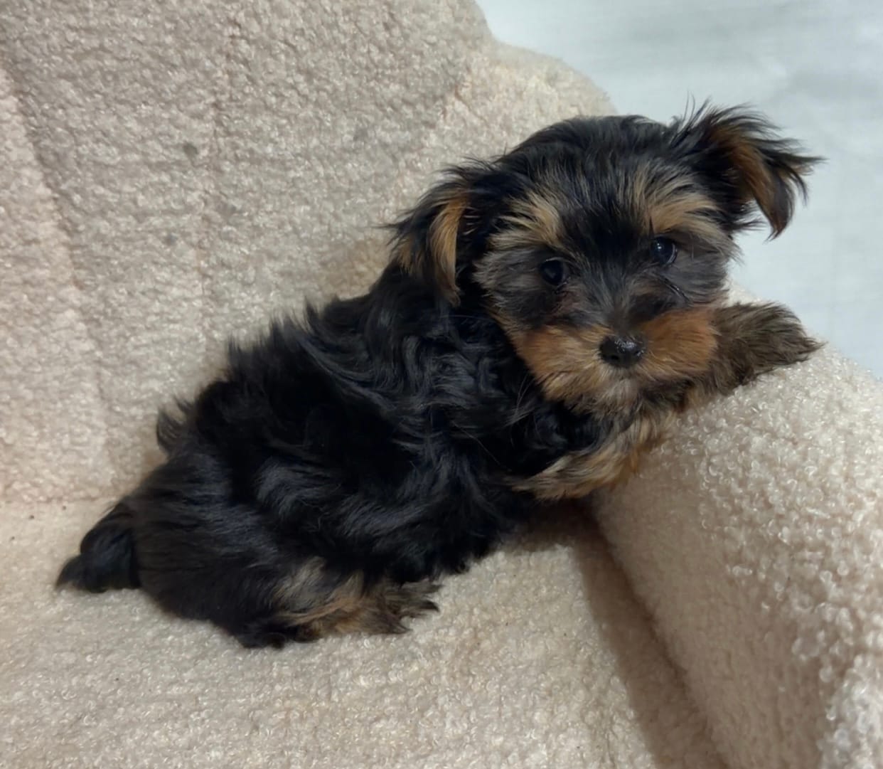 Yorkie female  – Yorkshire Terrier puppy for sale in Atlanta, GA