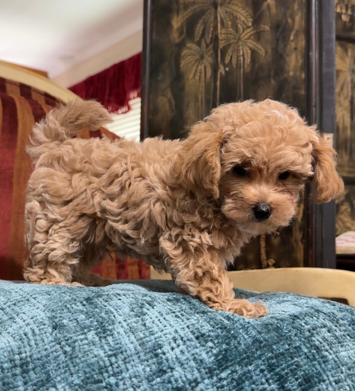 Cavapoo male 1  – Cavapoo puppy for sale in Atlanta, GA