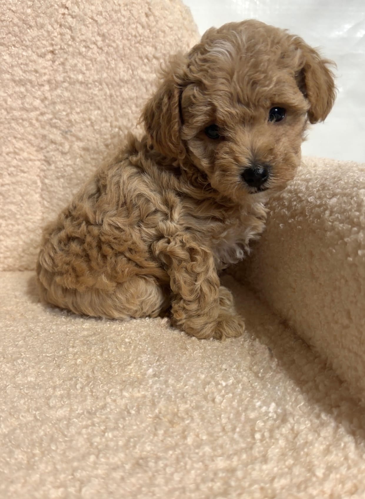 Cavapoo male 1  – Cavapoo puppy for sale in Atlanta, GA