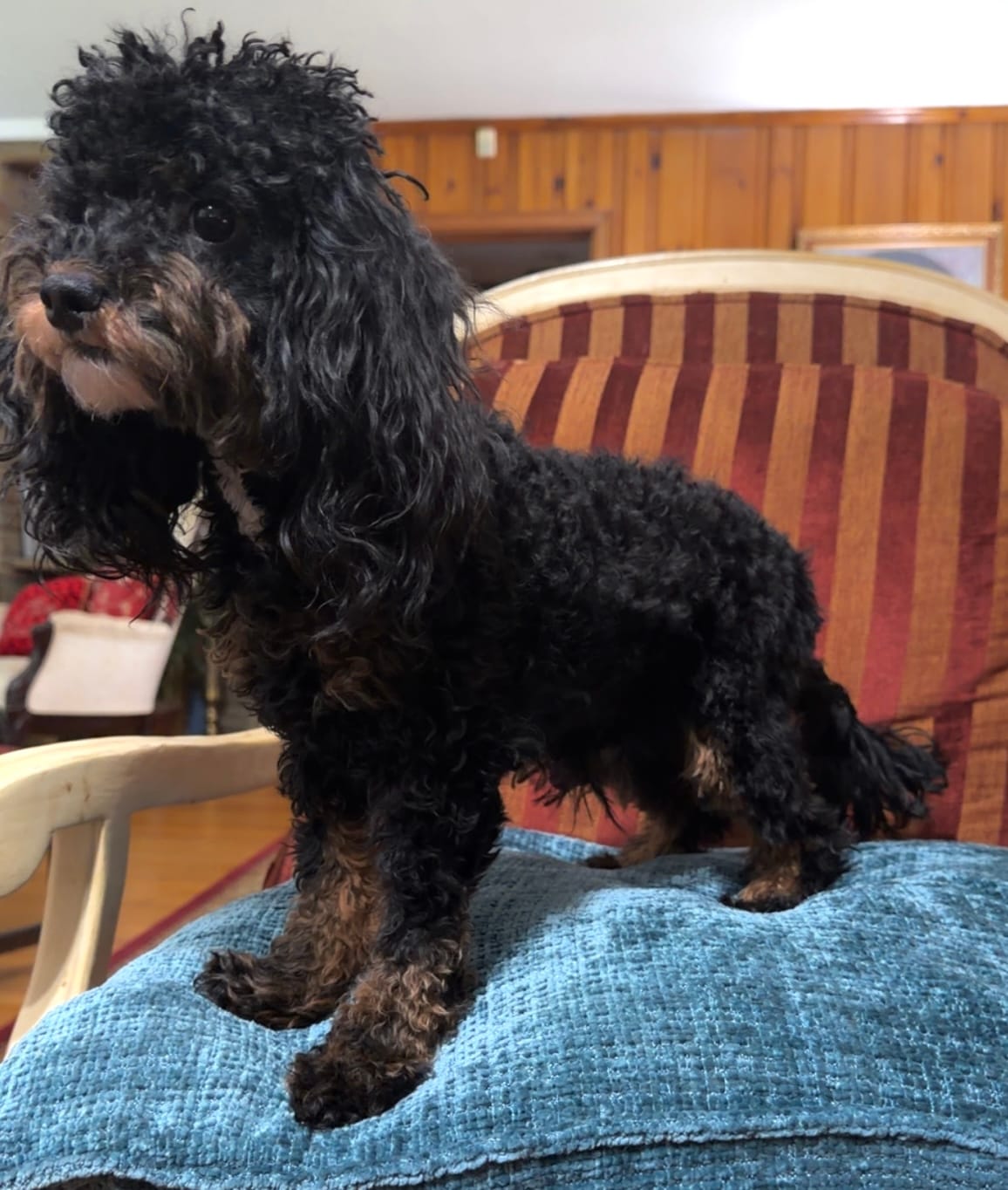 Dallas – Cavapoo puppy for sale in Atlanta, GA
