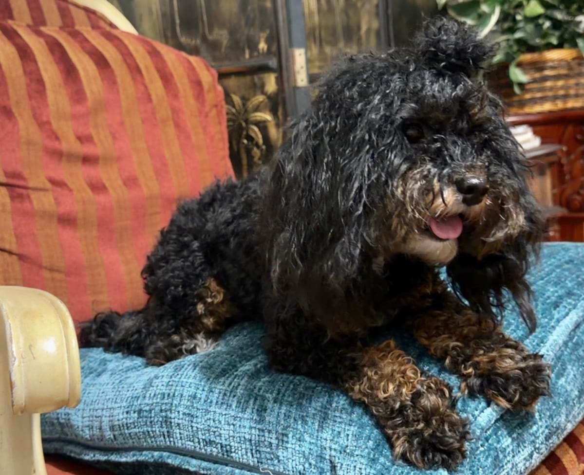 Dallas – Cavapoo puppy for sale in Atlanta, GA