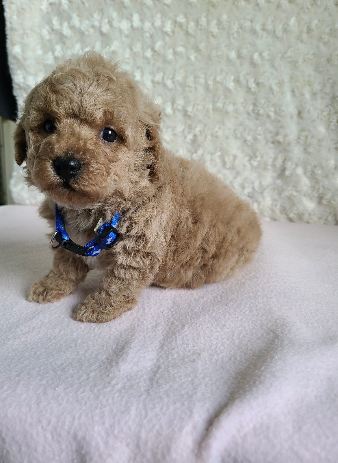Bingo – Bichpoo puppy for sale in Greensboro, NC