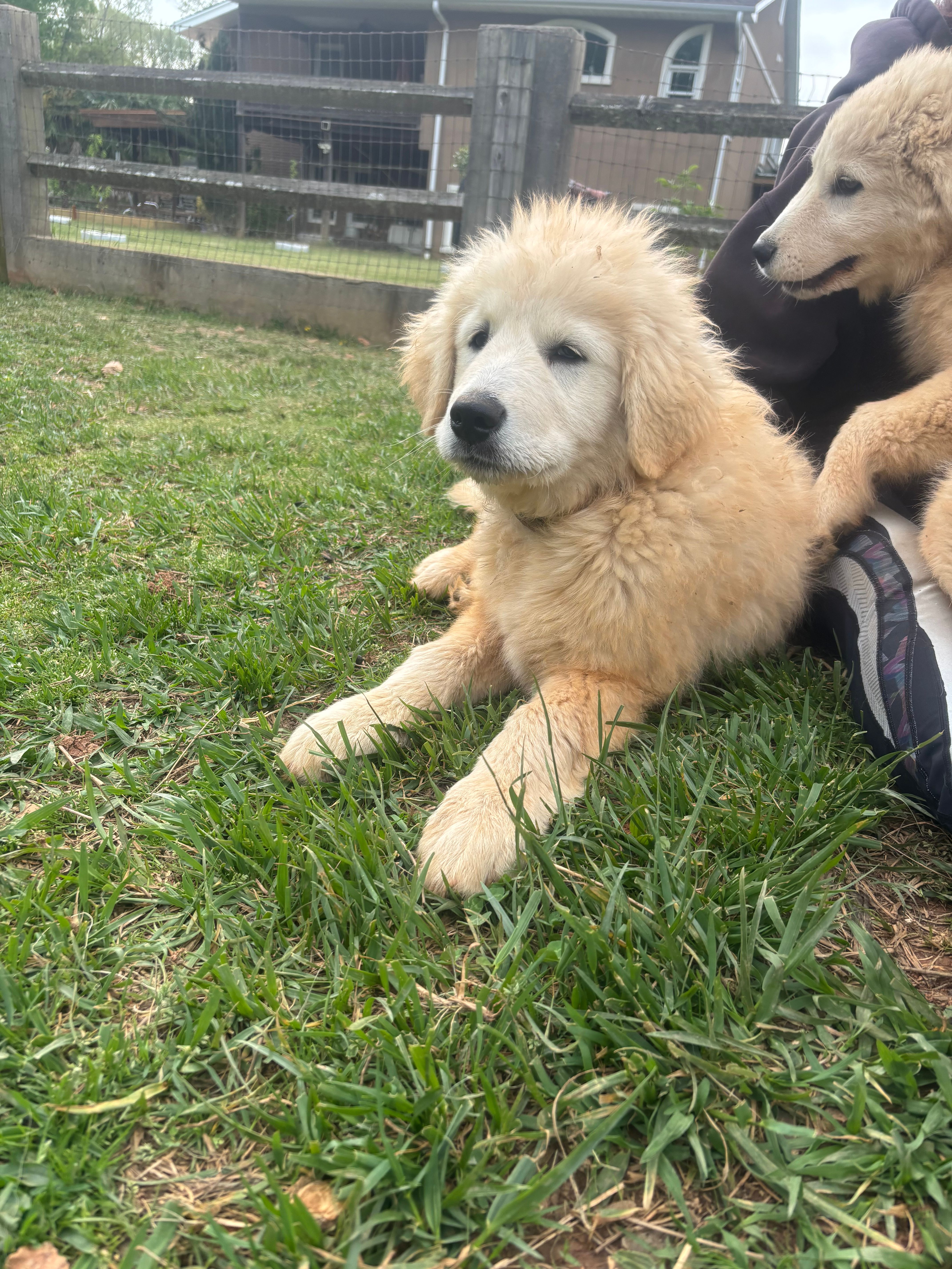 Nico – Maremma Sheepdog puppy for sale in Kings Mountain, NC