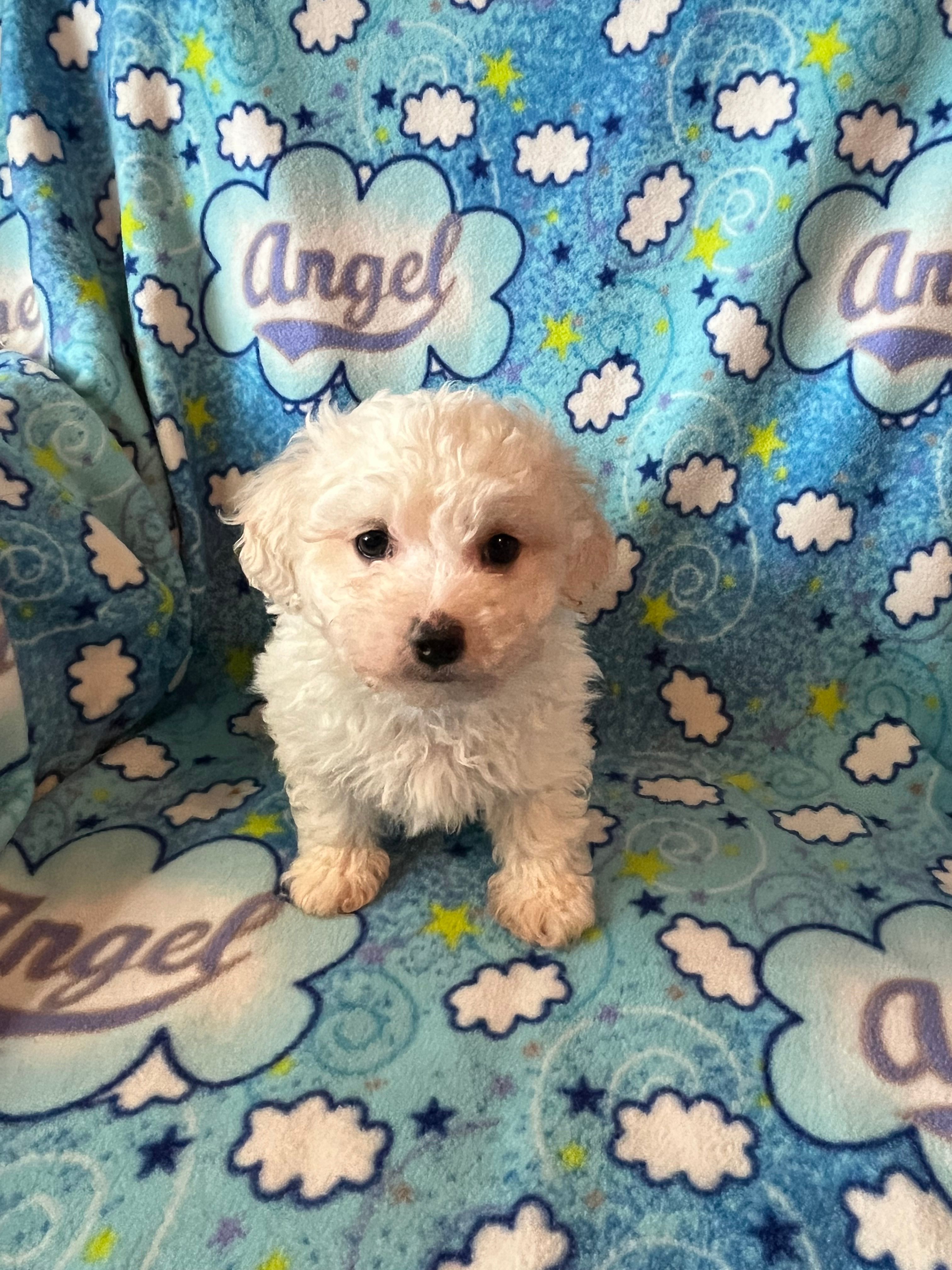 Oliver – Maltipoo, Maltese puppy for sale in Maynard, MN