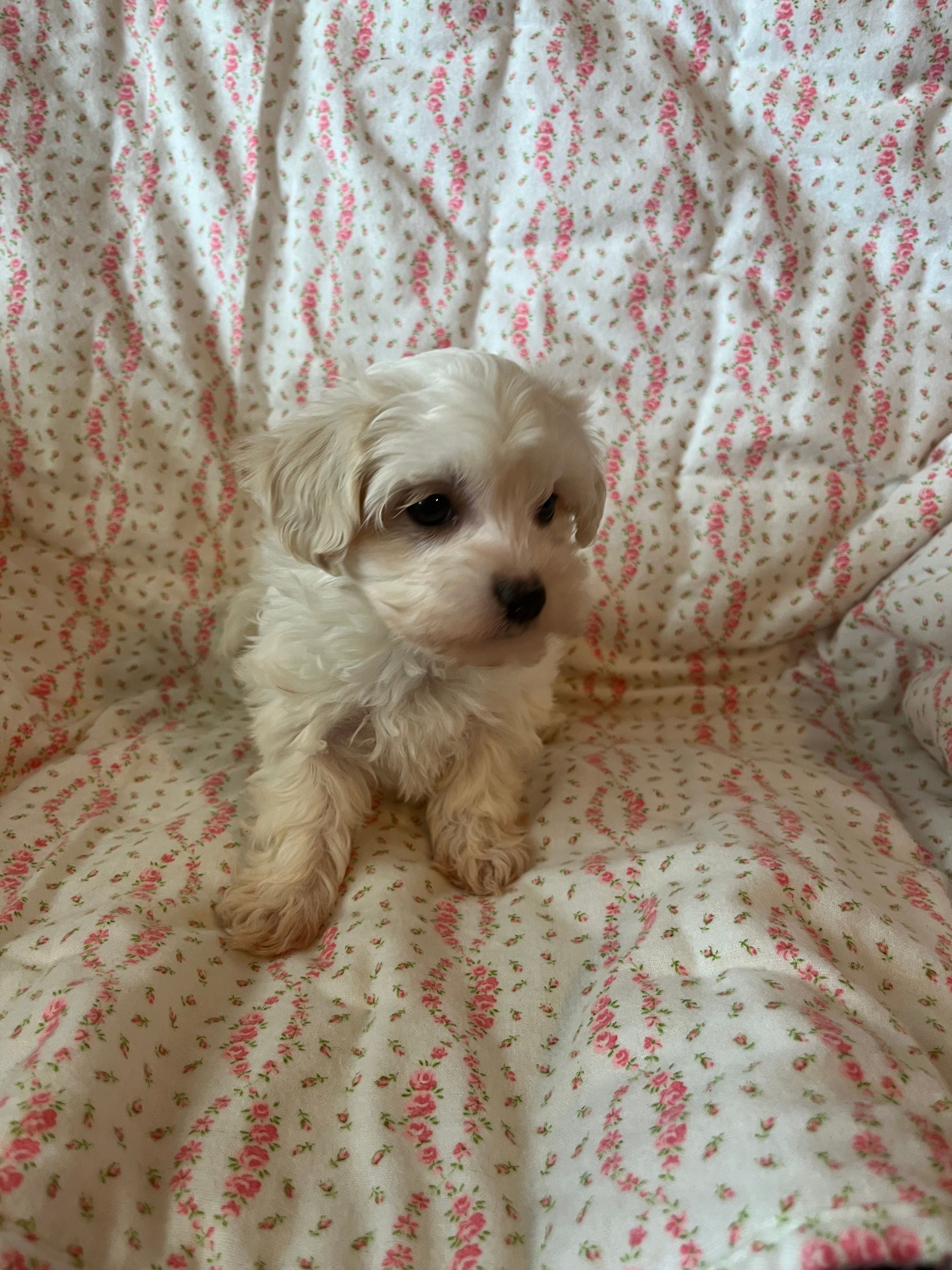 Molly – Maltipoo, Maltese puppy for sale in Maynard, MN
