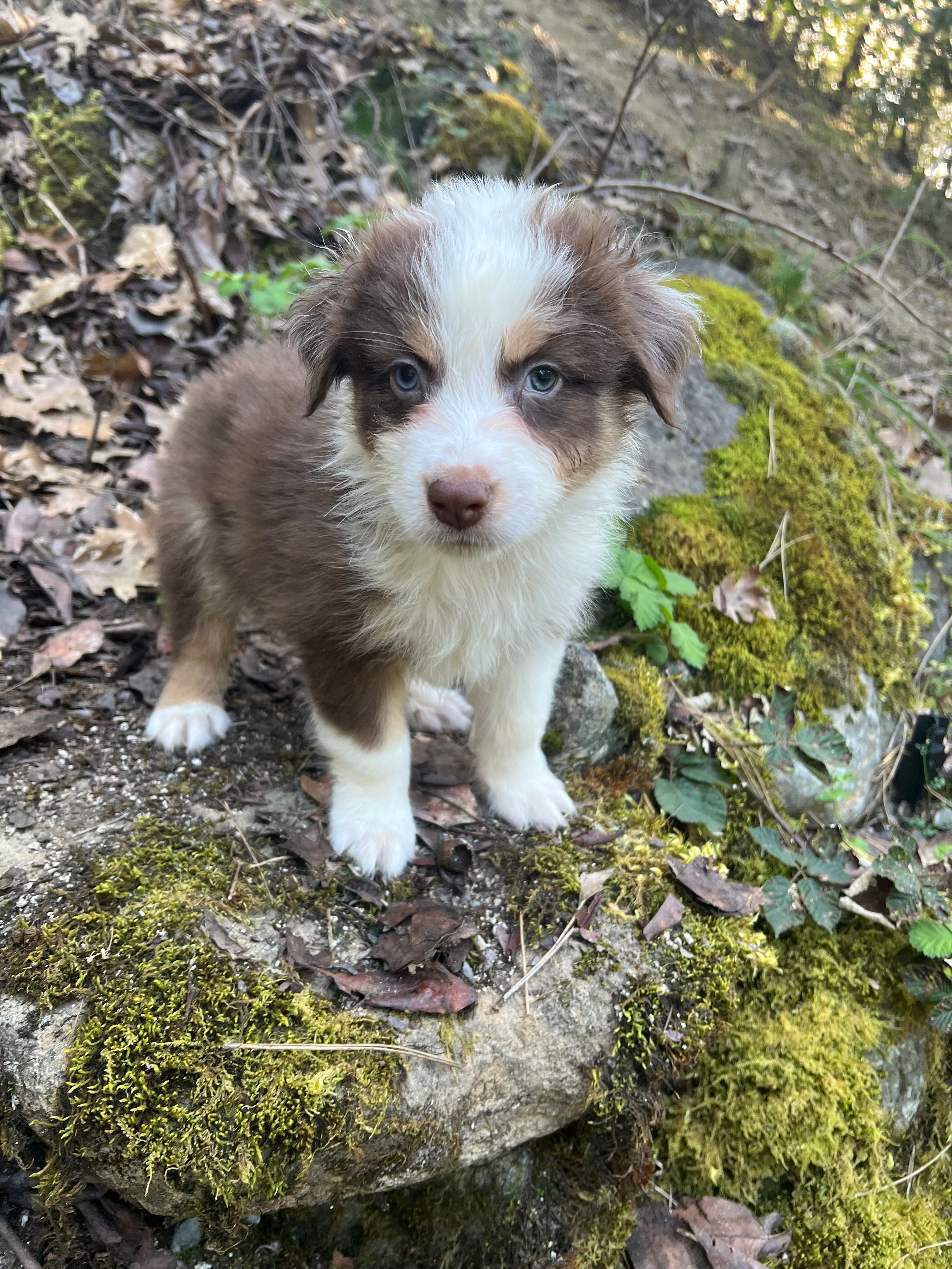 James  – Australian Shepherd puppy for sale in Grants Pass, OR