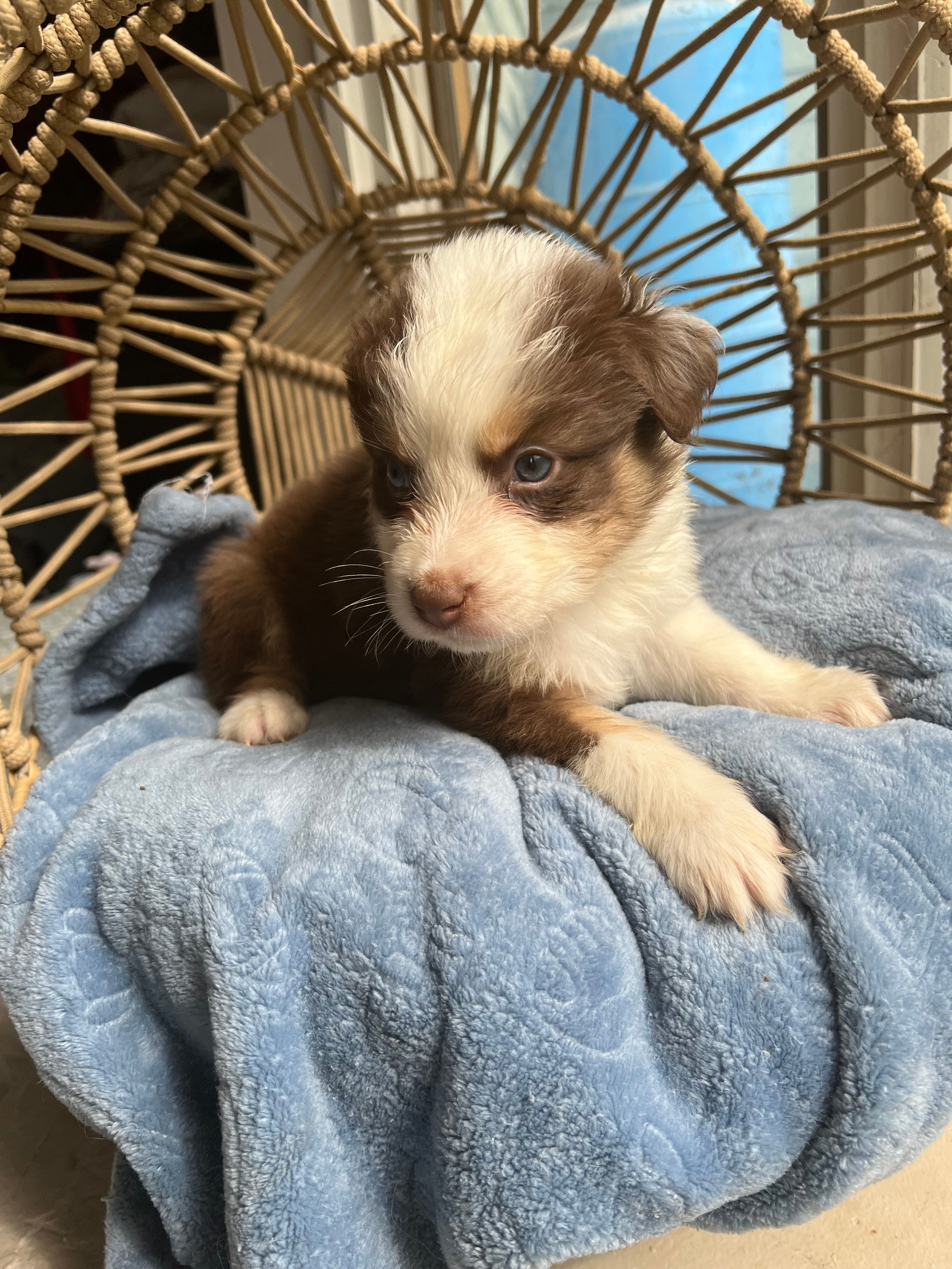 James  – Australian Shepherd puppy for sale in Grants Pass, OR