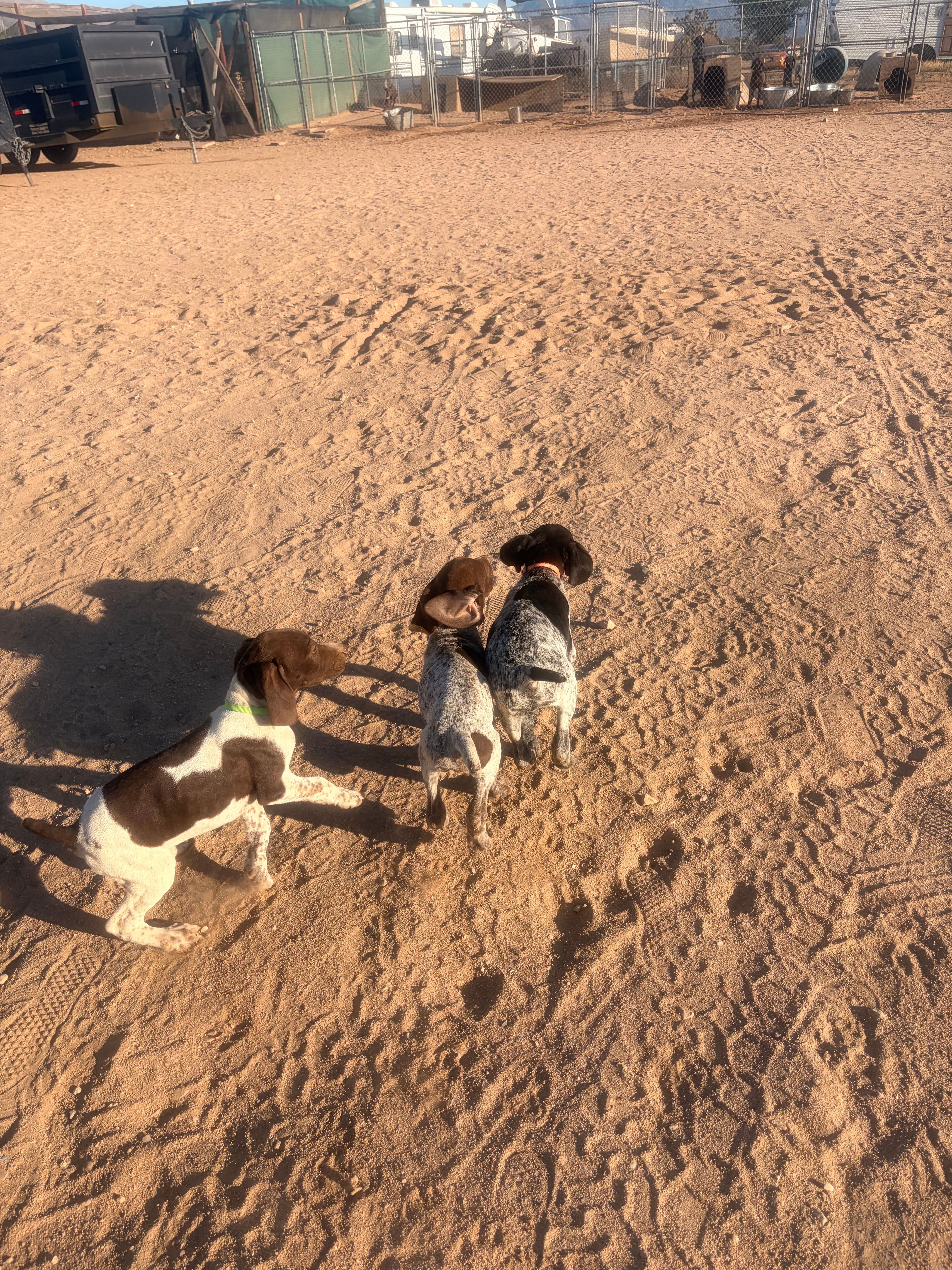 blue collar – German Shorthaired Pointer puppy for sale in Hesperia, CA