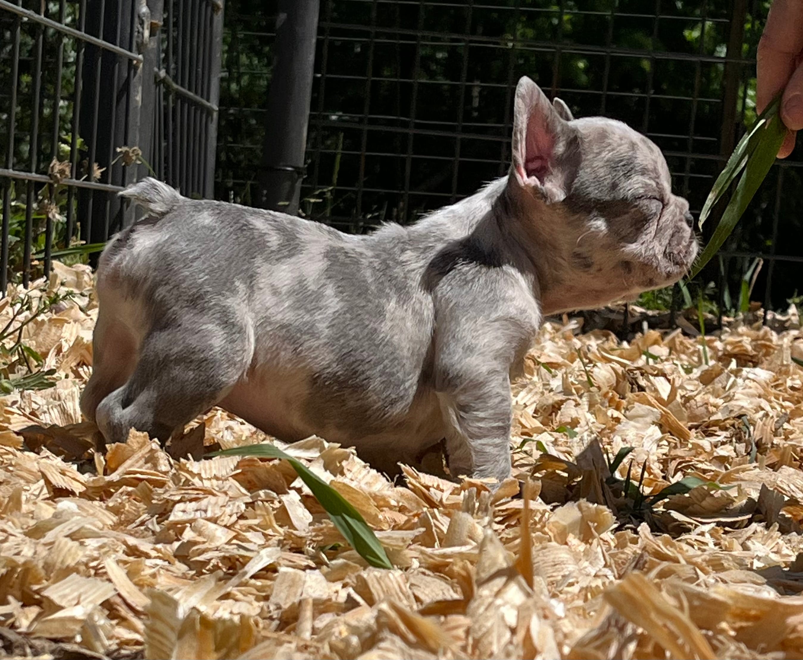 Confetti – French Bulldog puppy for sale in Smyrna, SC