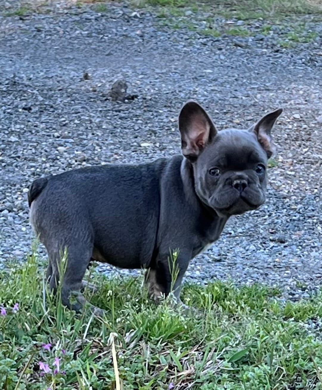 Scott  – French Bulldog puppy for sale in Smyrna, SC