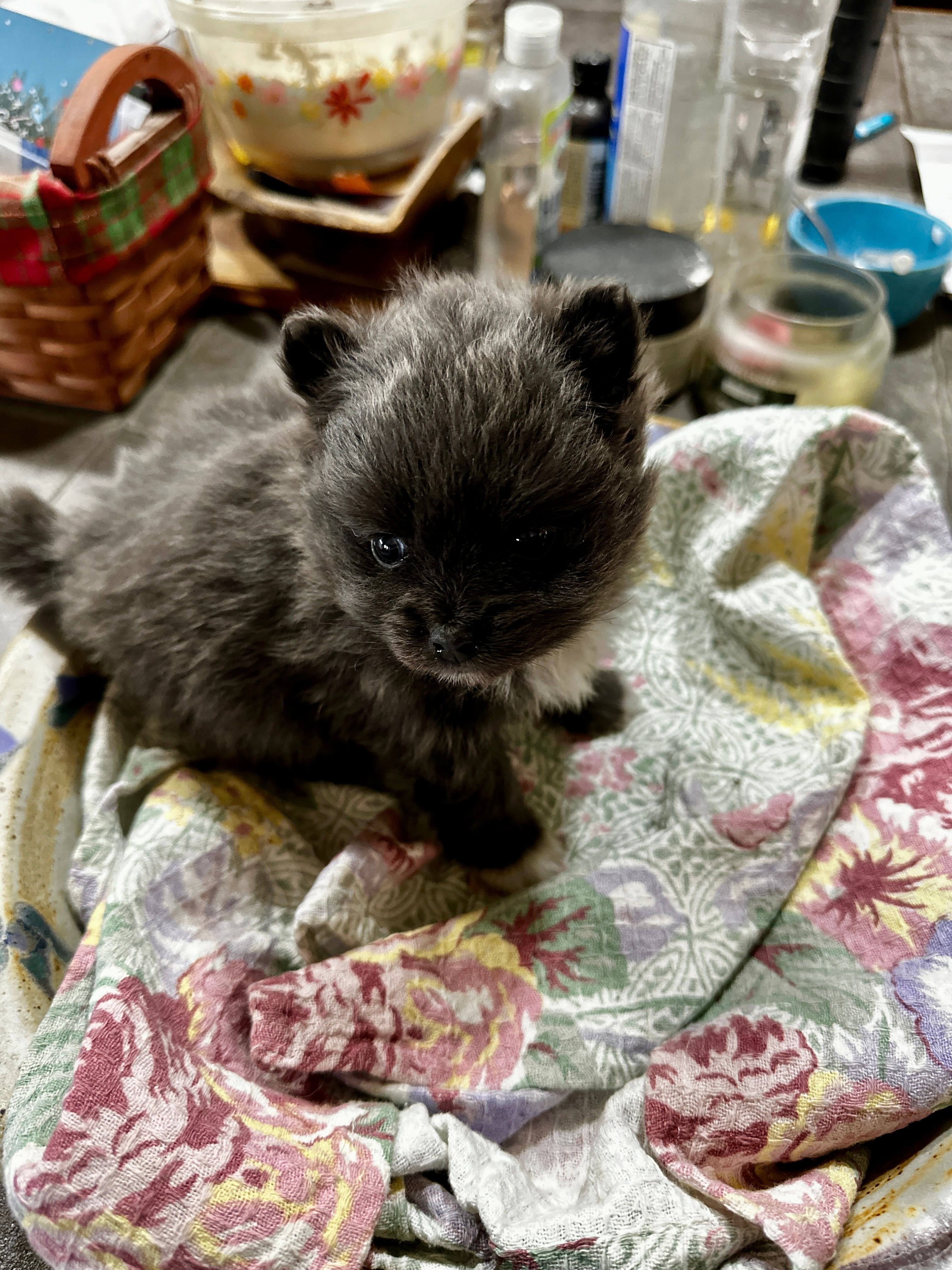 DRAMBUIE – Pomeranian puppy for sale in Champlain, NY