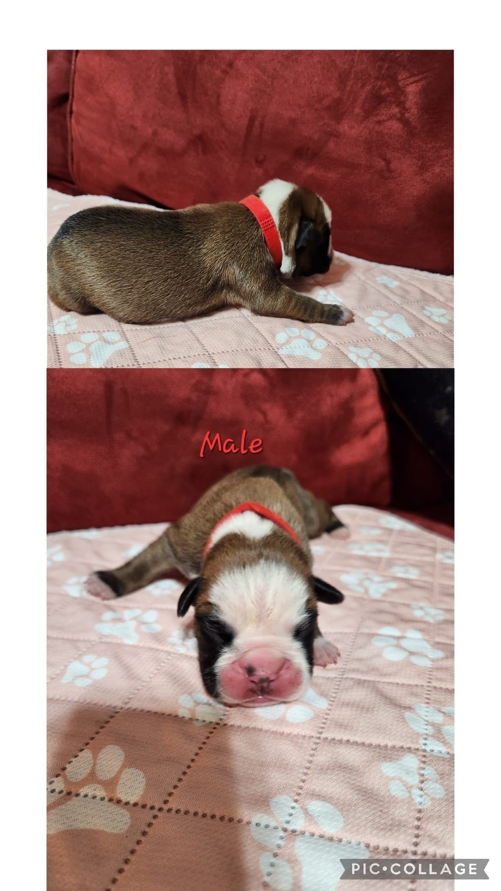 New litter, a male Boxer for sale in ,  – 2 of 5