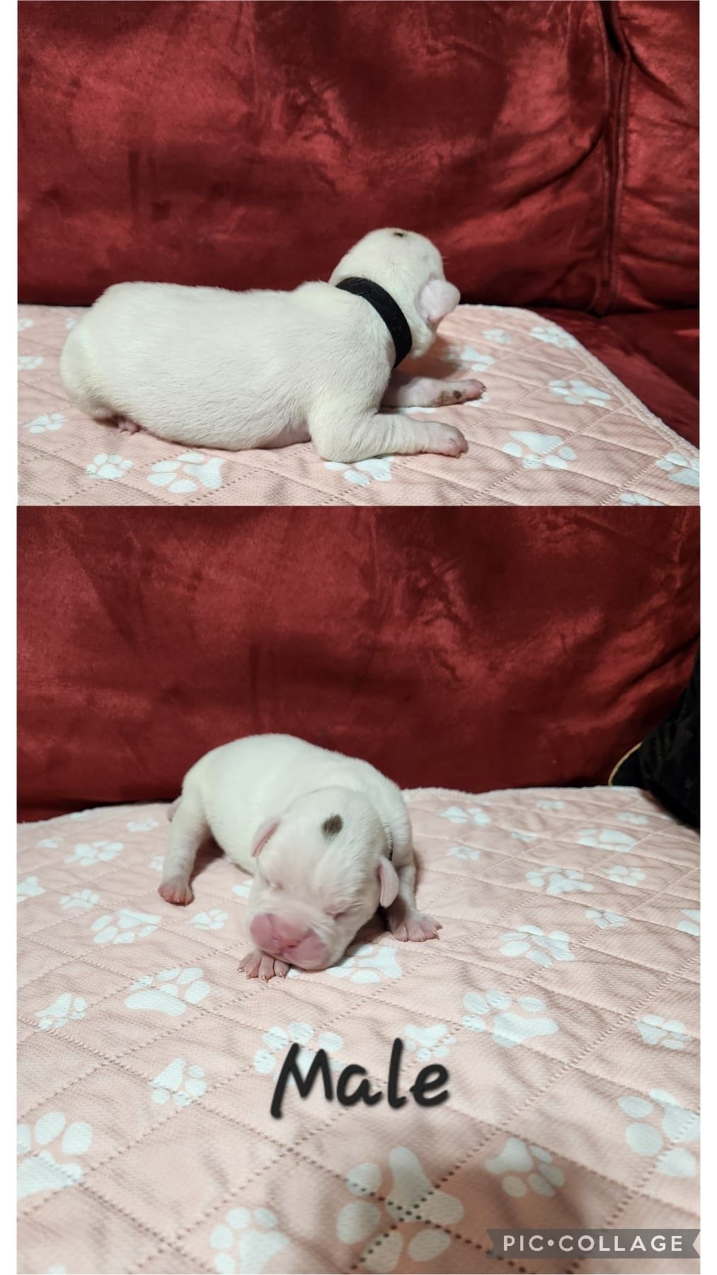 New litter, a male Boxer for sale in ,  – 4 of 5
