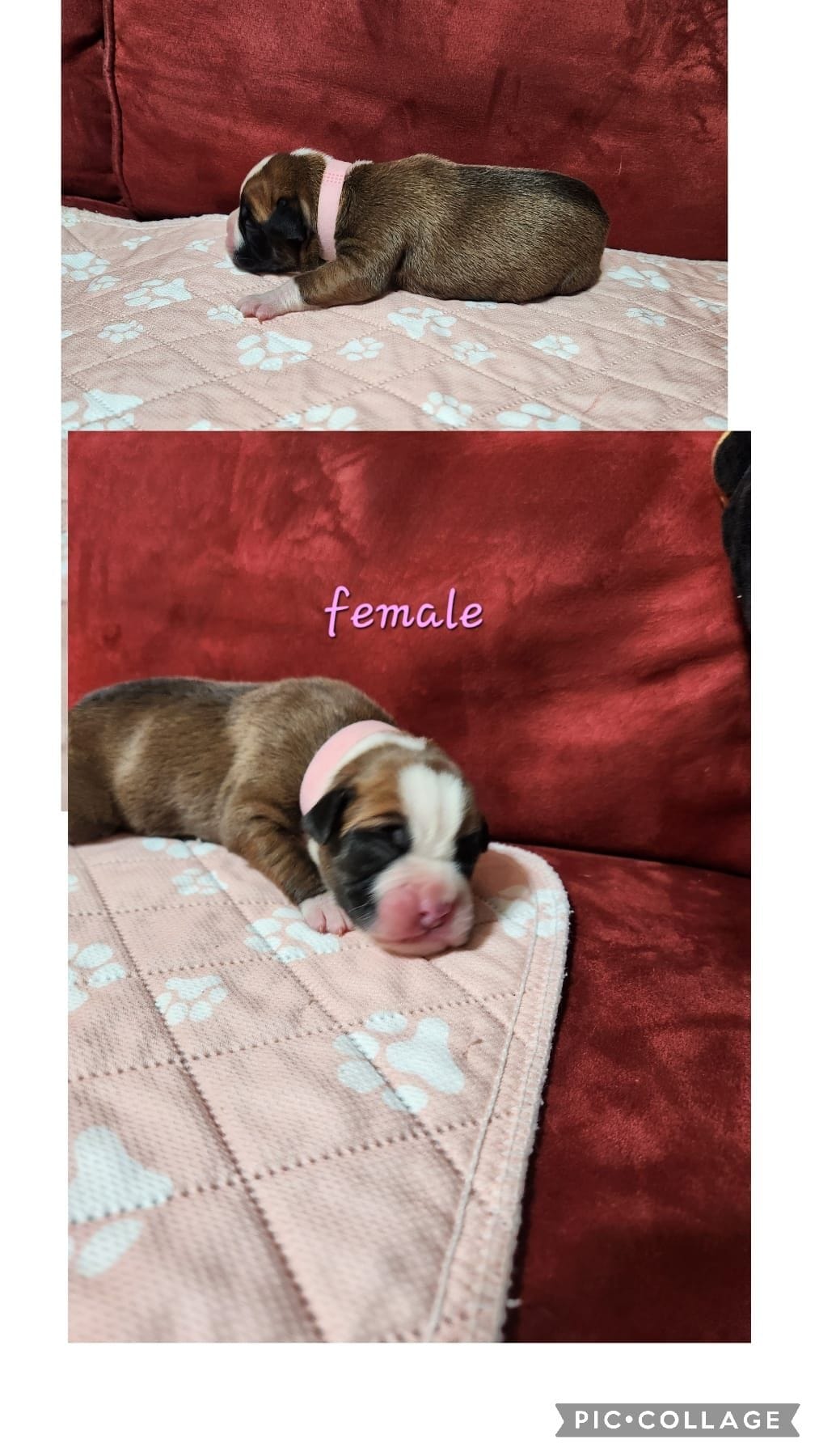 New litter – Boxer puppy for sale in 