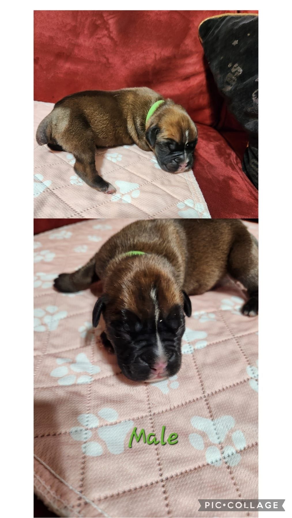 New litter, a male Boxer for sale in ,  – 3 of 5