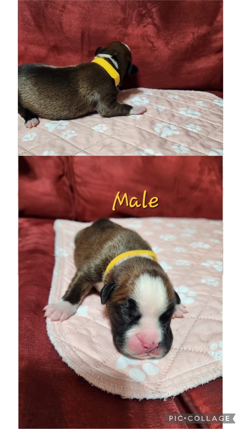 New litter, a male Boxer for sale in ,  – 5 of 5
