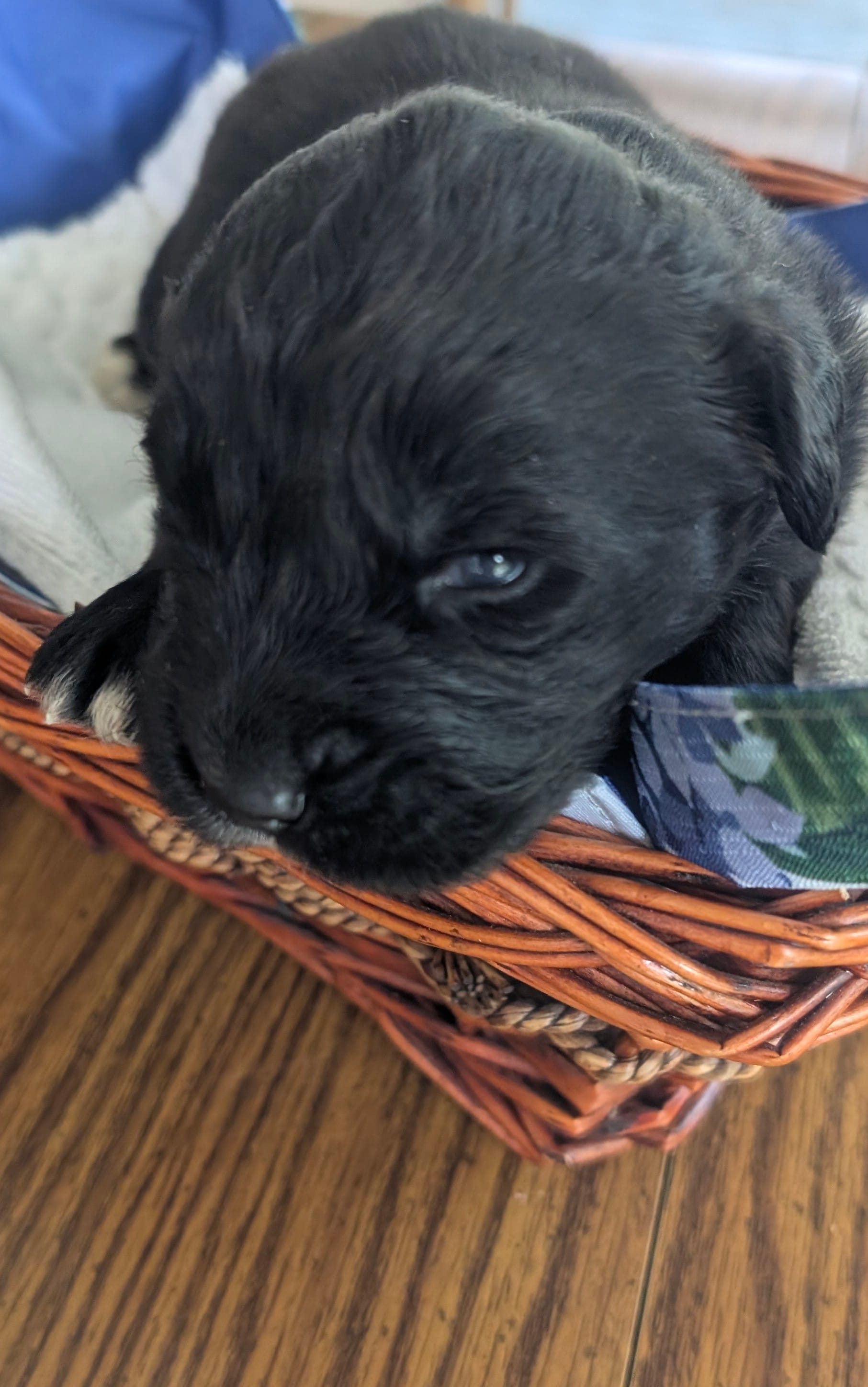 Elias – Newfoundland puppy for sale in Cleveland, OH