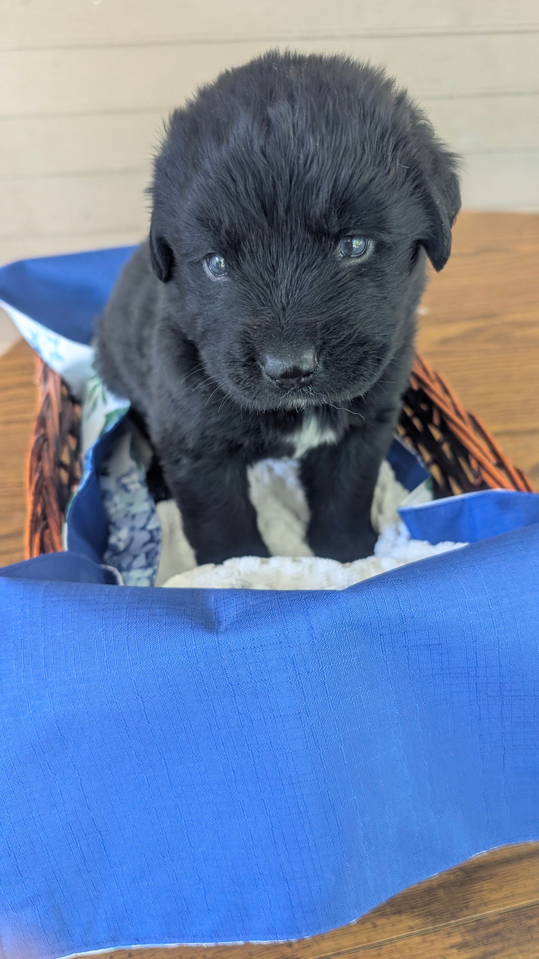 Sammy – Newfoundland puppy for sale in Cleveland, OH
