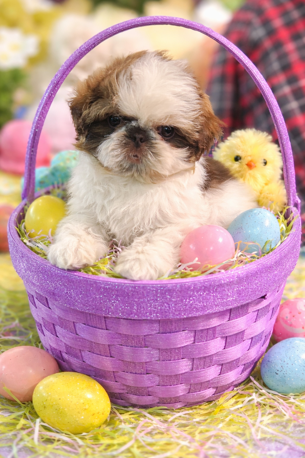 Snoopy – Shih Tzu puppy for sale in Tracy, CA