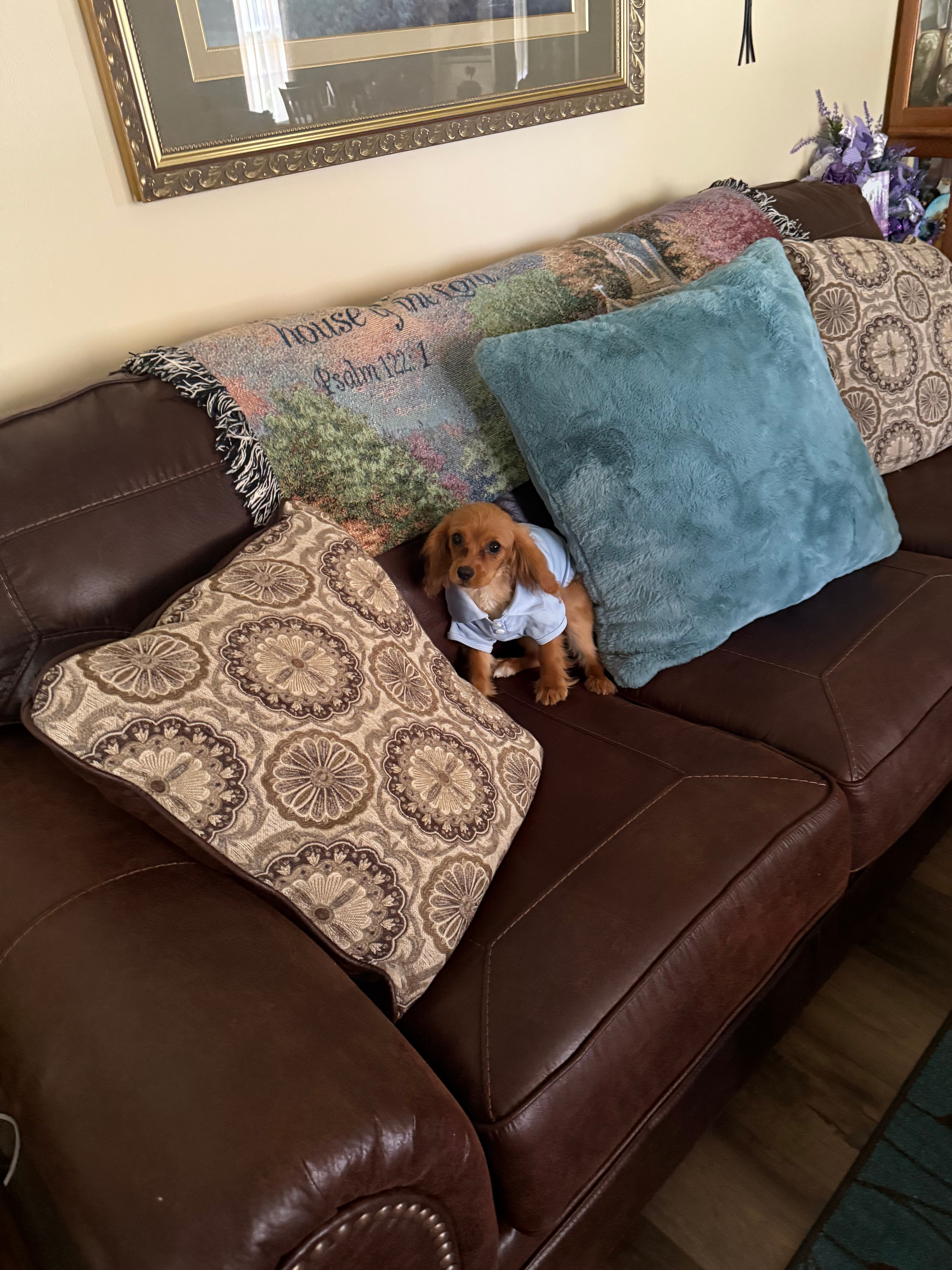 Tucker – Cavalier King Charles Spaniel puppy for sale in Knox, IN