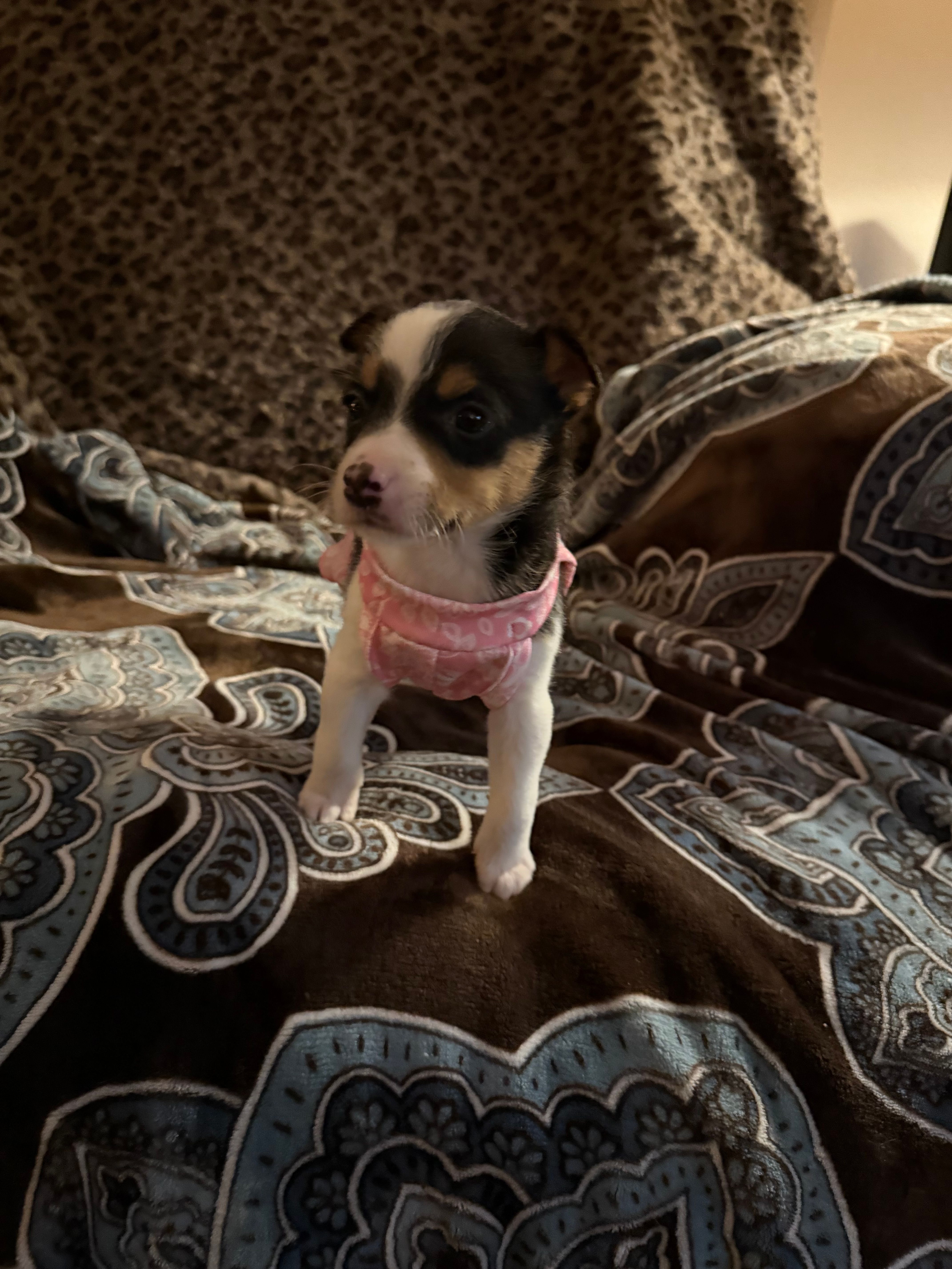 Pixie – Chorkie puppy for sale in Knox, IN