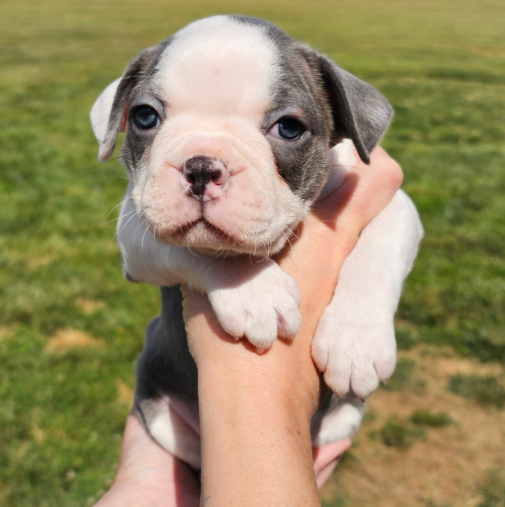 Female 1 – Boston Terrier puppy for sale in Statesville, NC