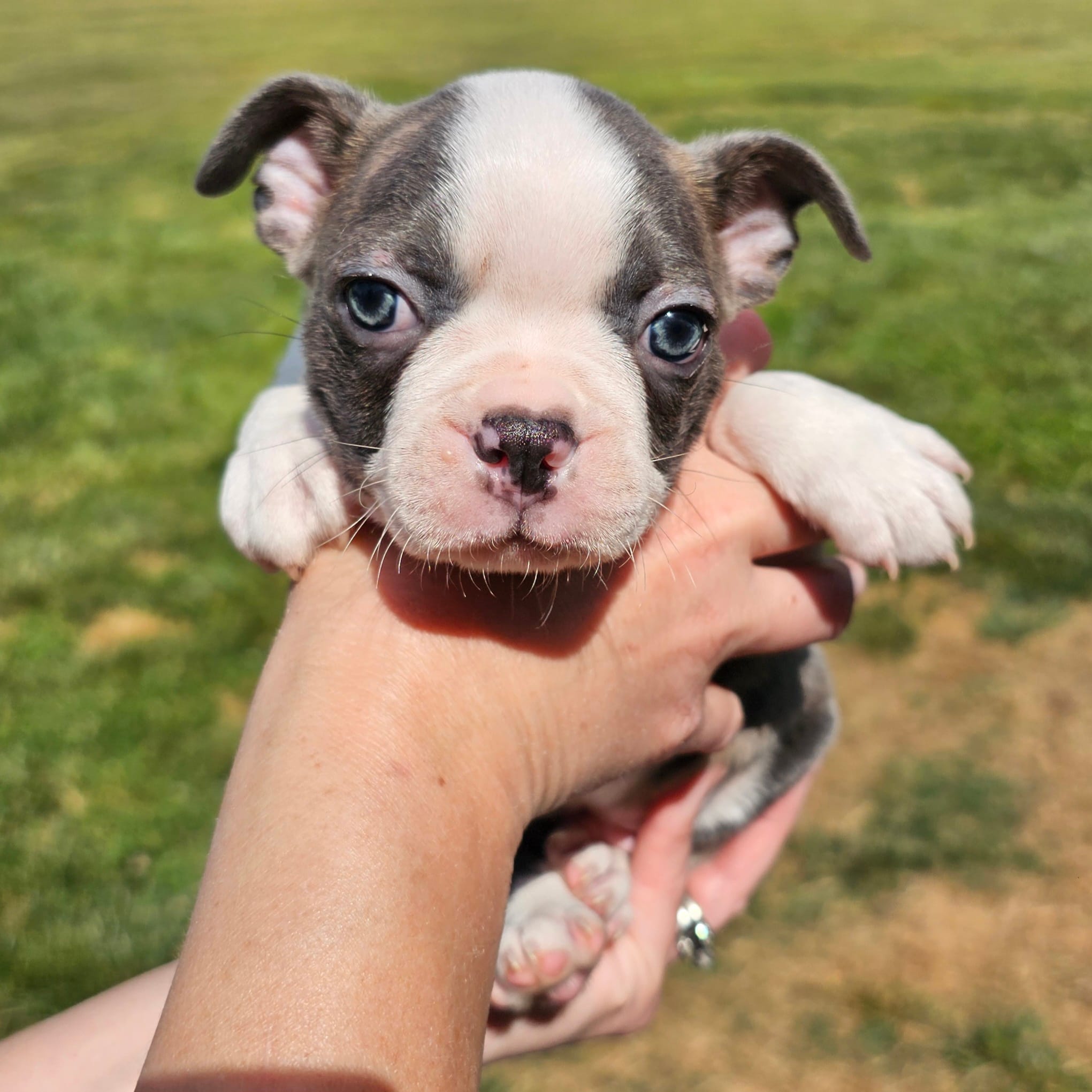 Male 2 – Boston Terrier puppy for sale in Statesville, NC