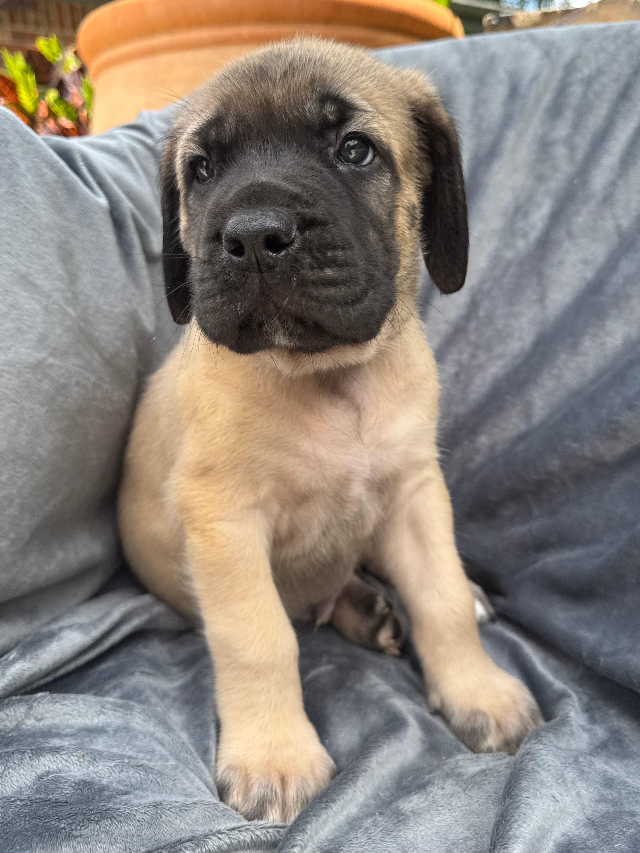 Reggie – English Mastiff puppy for sale in Orange, TX