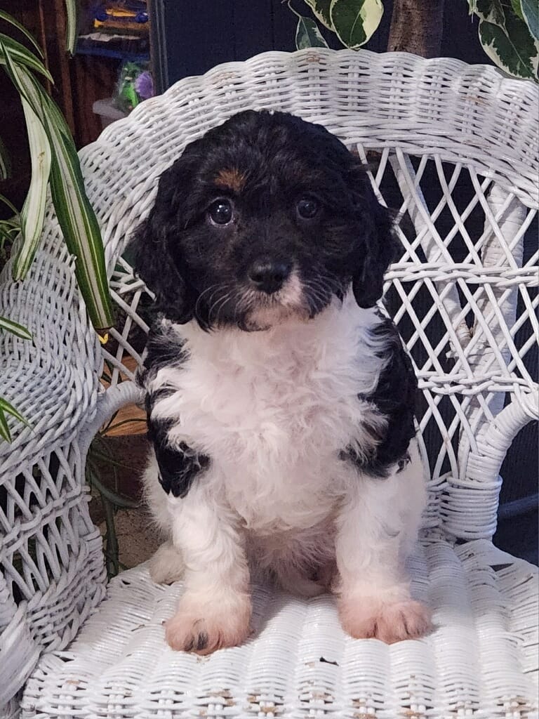 Iris – Cavapoo puppy for sale in Stanley, NY