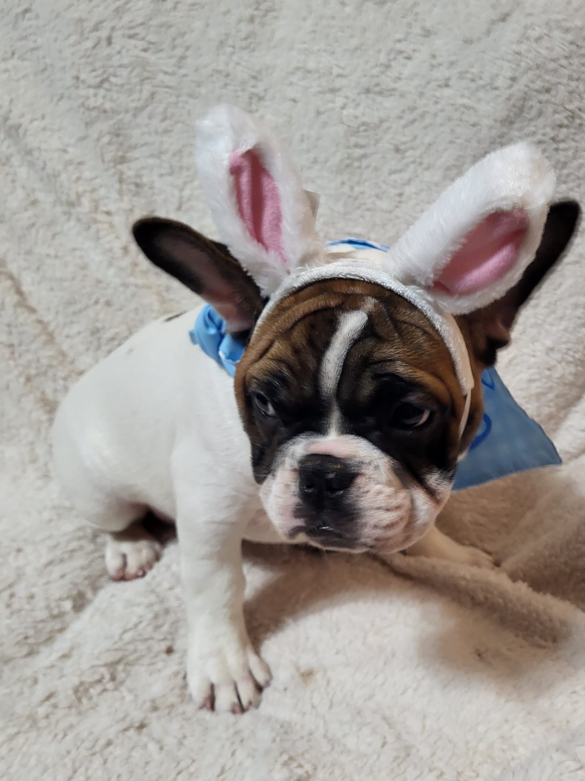 Rubble – French Bulldog puppy for sale in Flint, MI