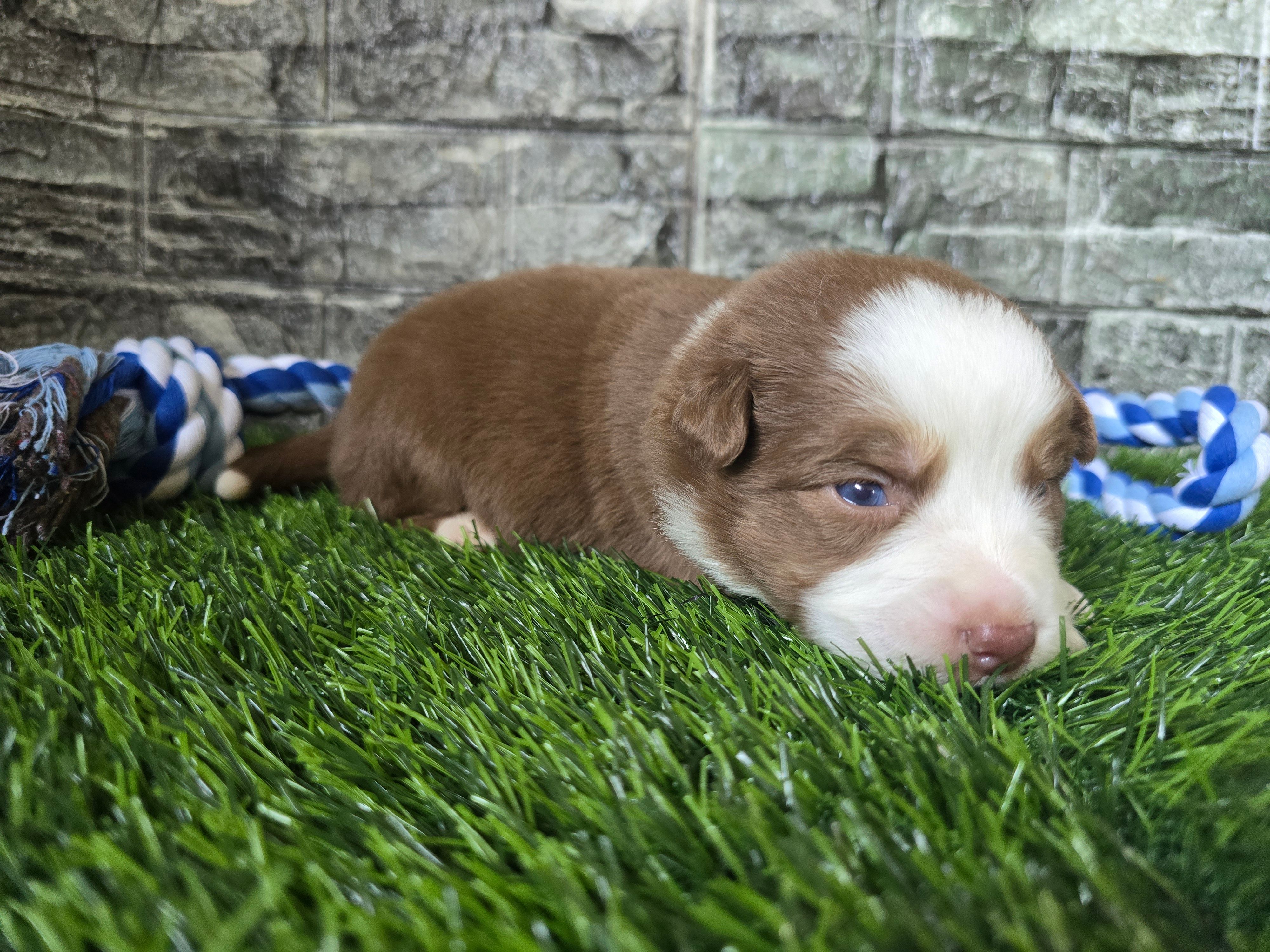 Koda – Australian Shepherd puppy for sale in South Whitley, IN